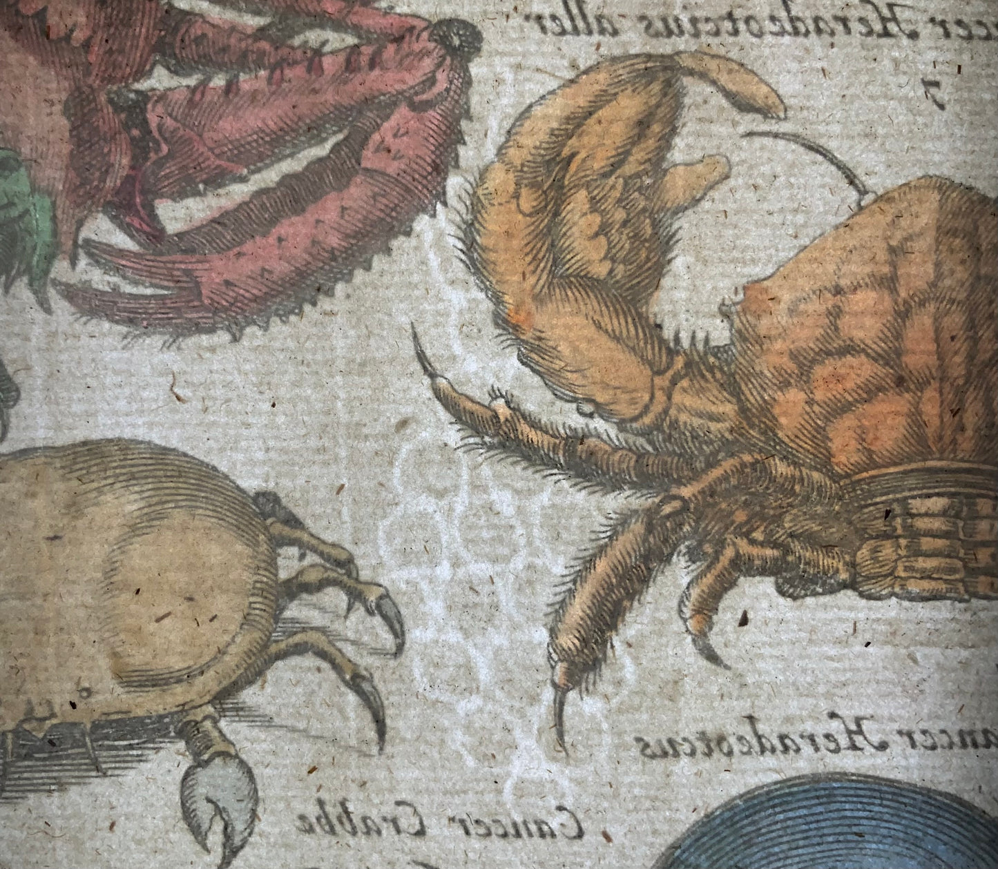 Matthäus Merian (1593-1650), folio hand coloured engraving, Crabs, Crustaceans, 1657