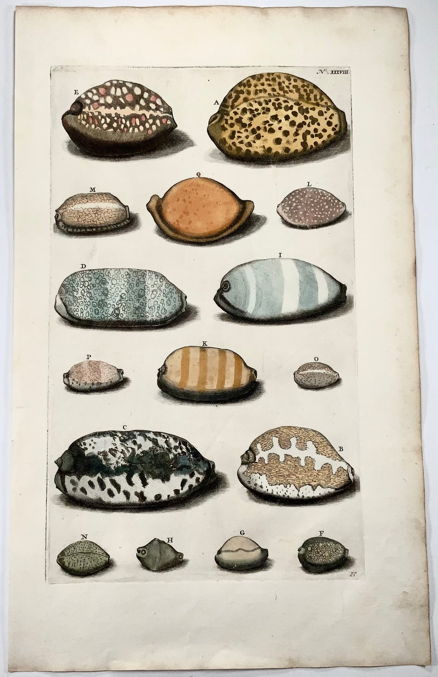 Maria Sibylla Merian, G. E. Rumphius, exotic sea shells, hand coloured folio, 1711