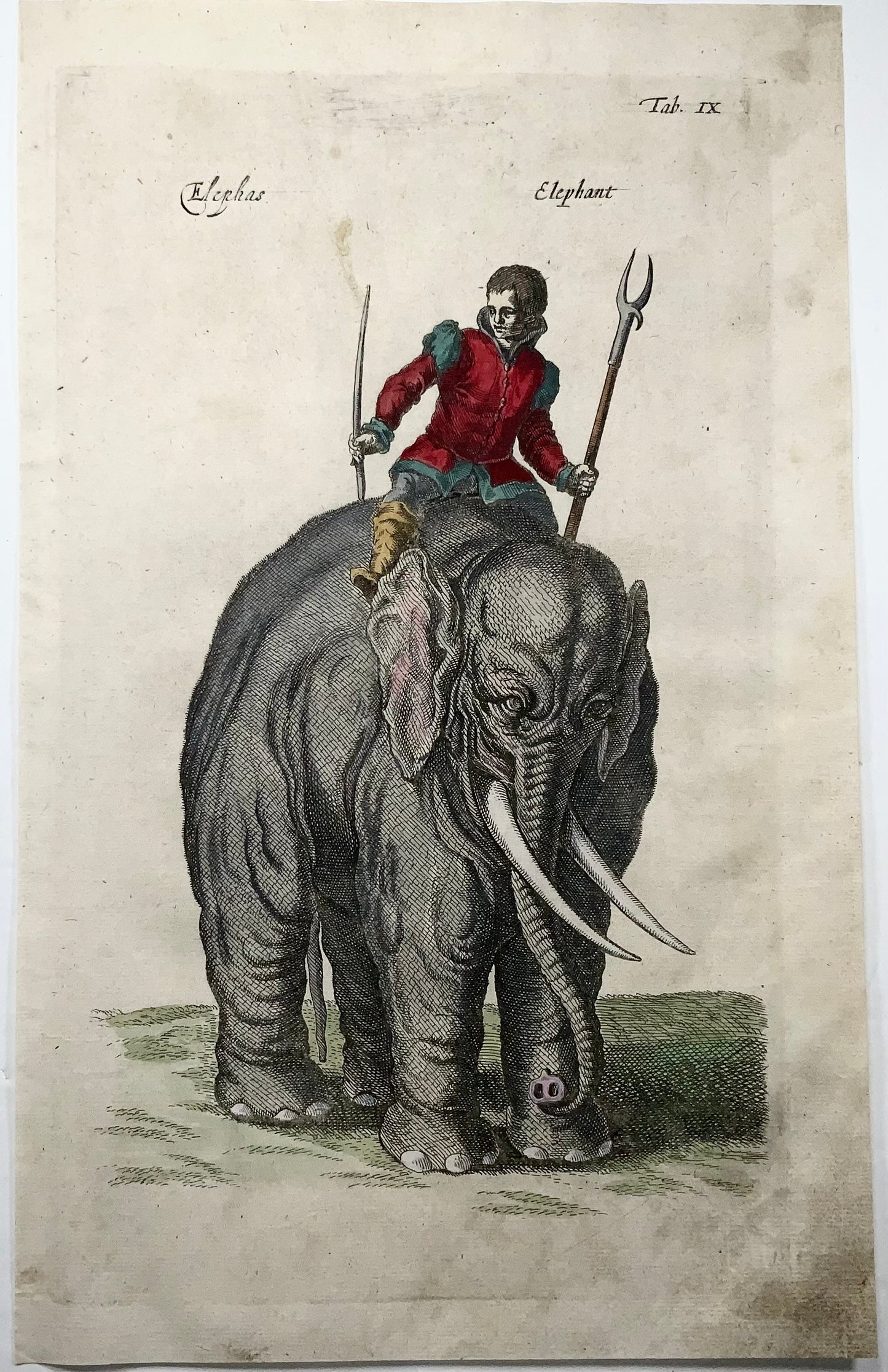 1657 Matthäus Merian (1593-1650) Hand coloured folio - Elephant with Rider, Mammal