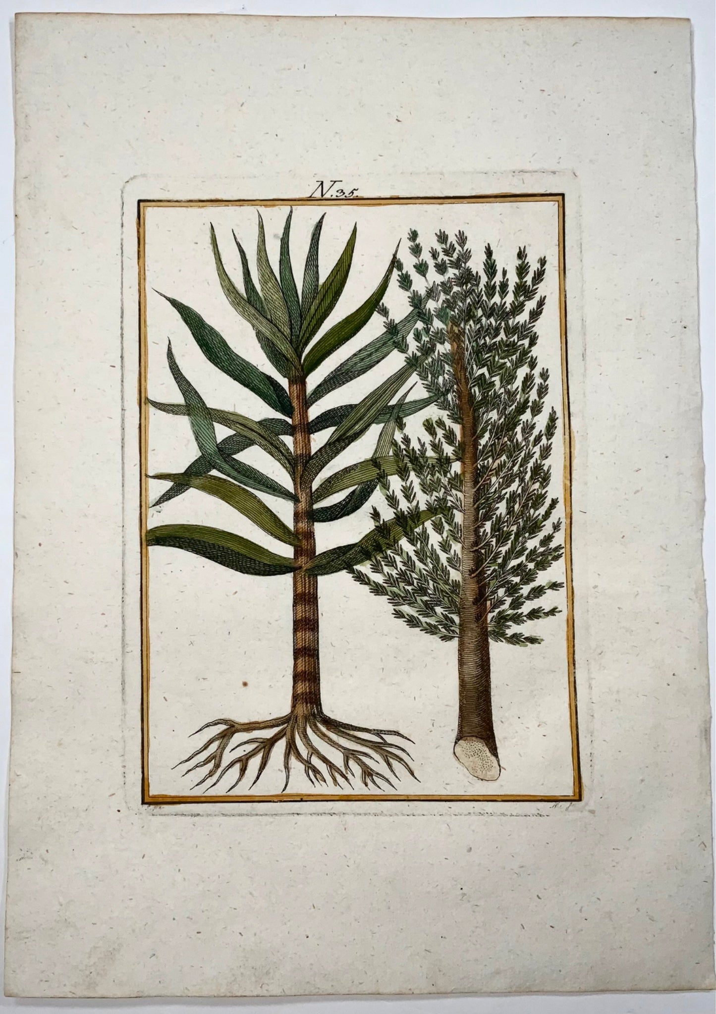 1790 Suger Cane, Sollerer hand coloured engraving, agriculture, botany