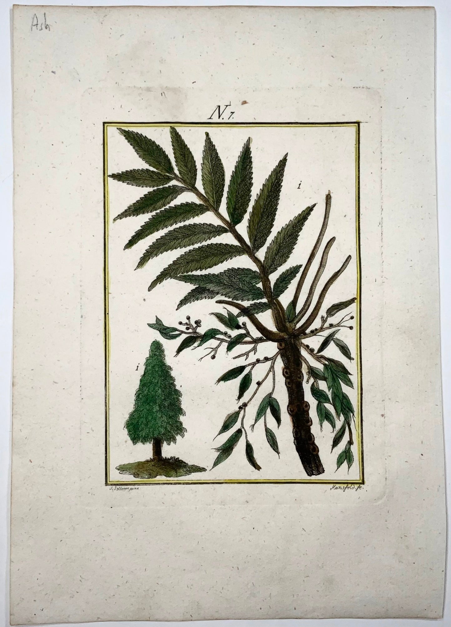 1790 Ash Tree, Sollerer hand coloured engraving, botany