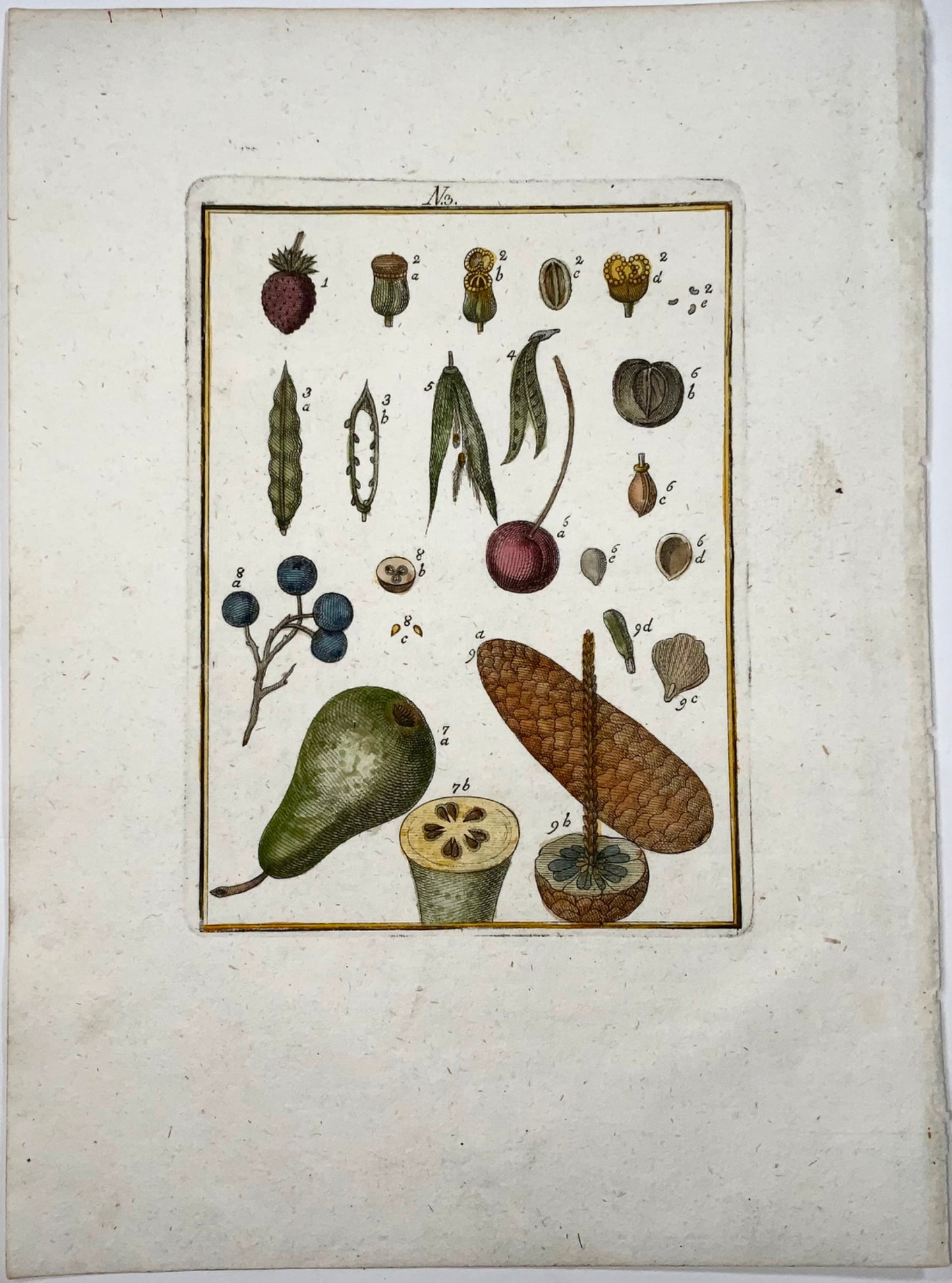 1790 Fruit & Nuts, Sollerer hand coloured engraving, agriculture, botany