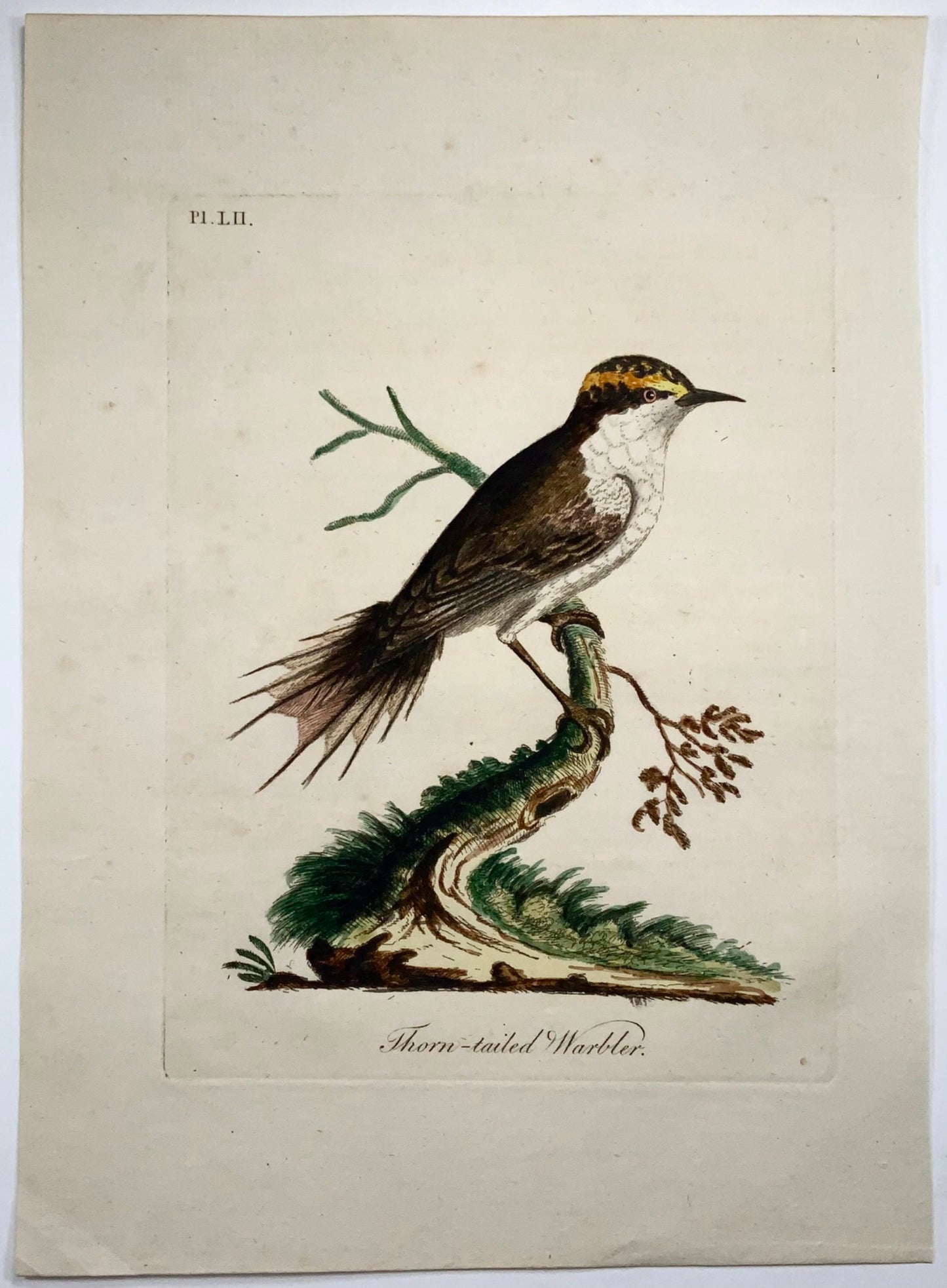 1785 John Latham - Synopsis - Warbler - hand coloured engraving - Ornithology