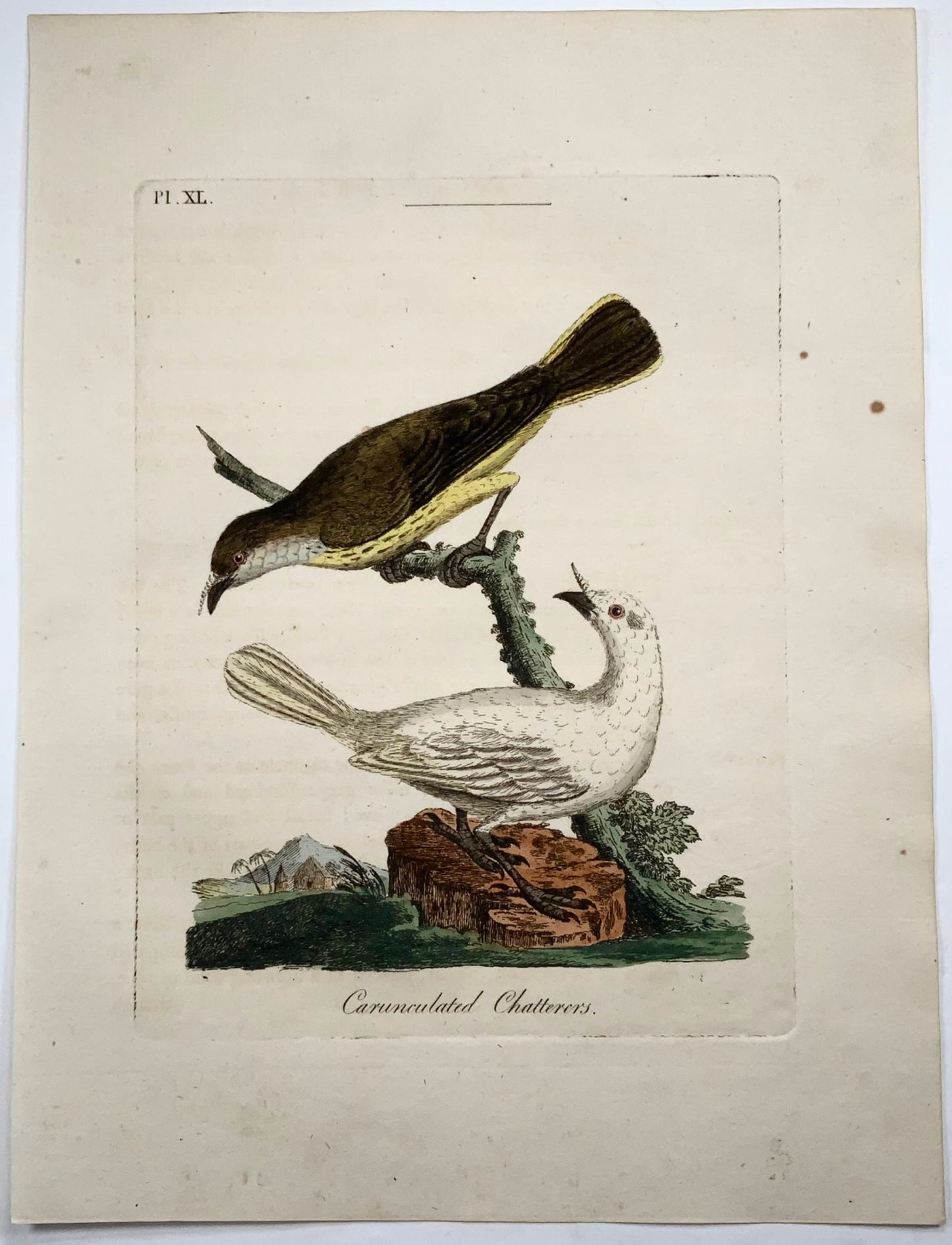 1785 John Latham - Carunculated Chatterers - hand coloured - Ornithology