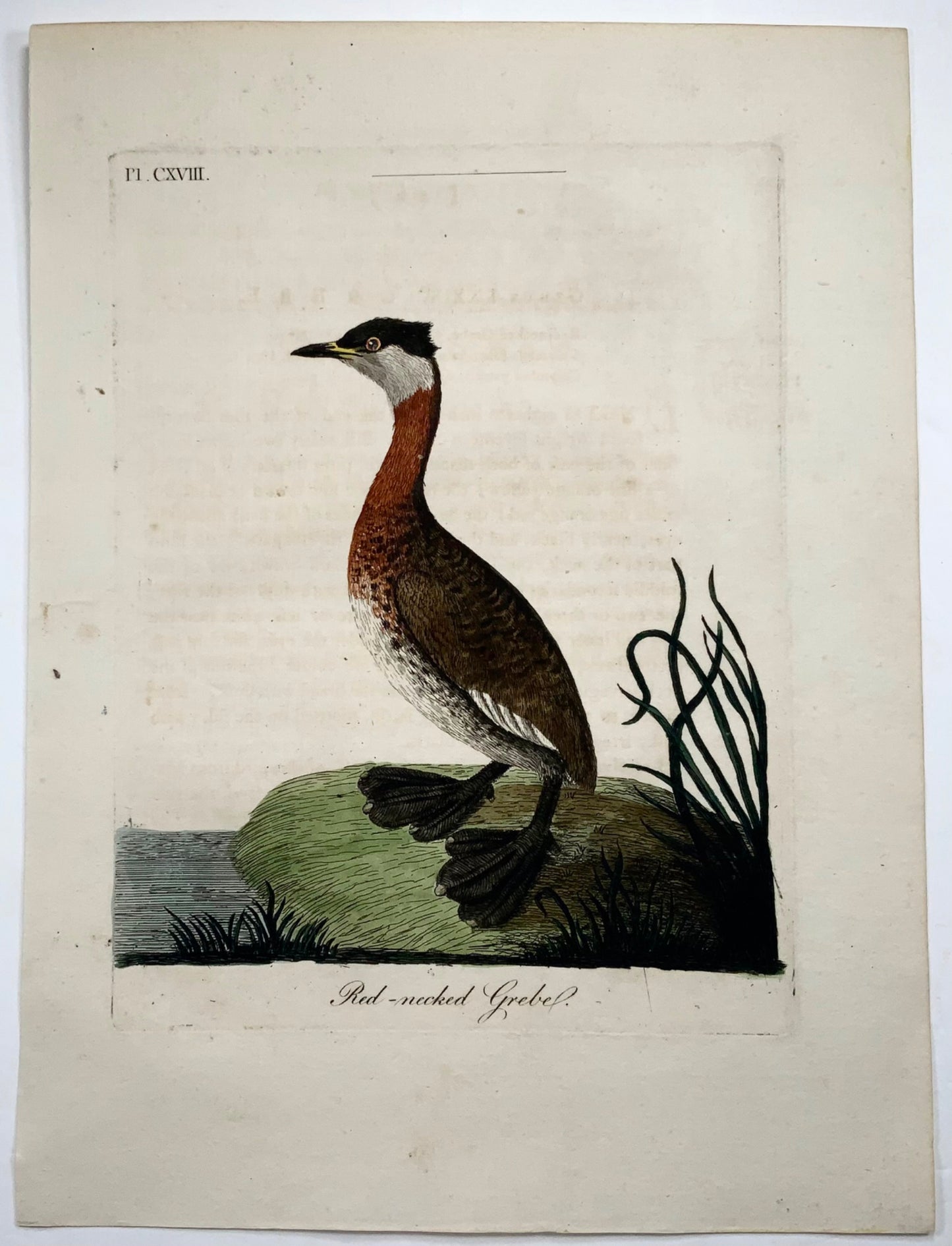 1785 John Latham - Synopsis - Grebe - hand coloured engraving - Ornithology