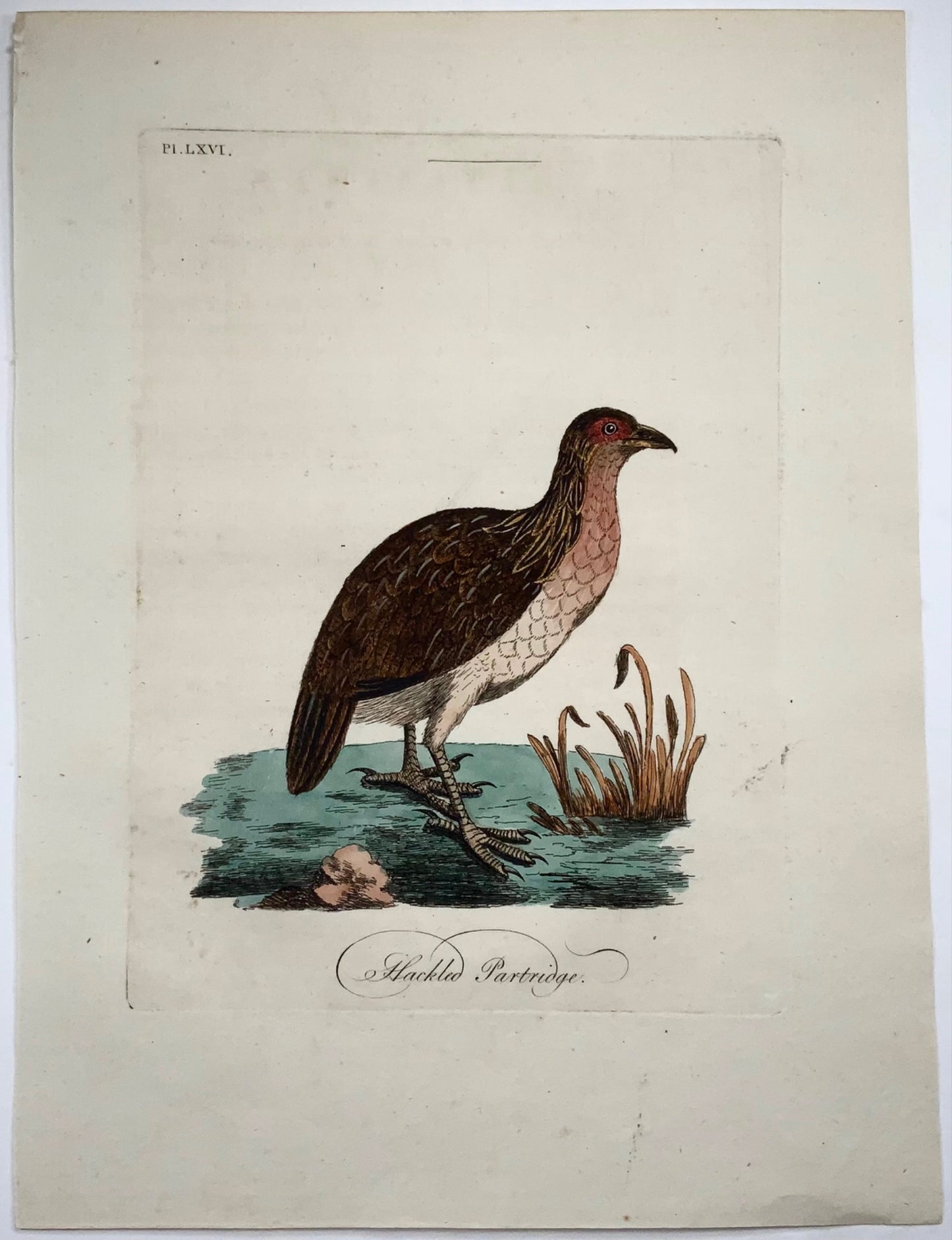 1785 John Latham - Hackled Partridge - hand coloured engraving - Ornithology