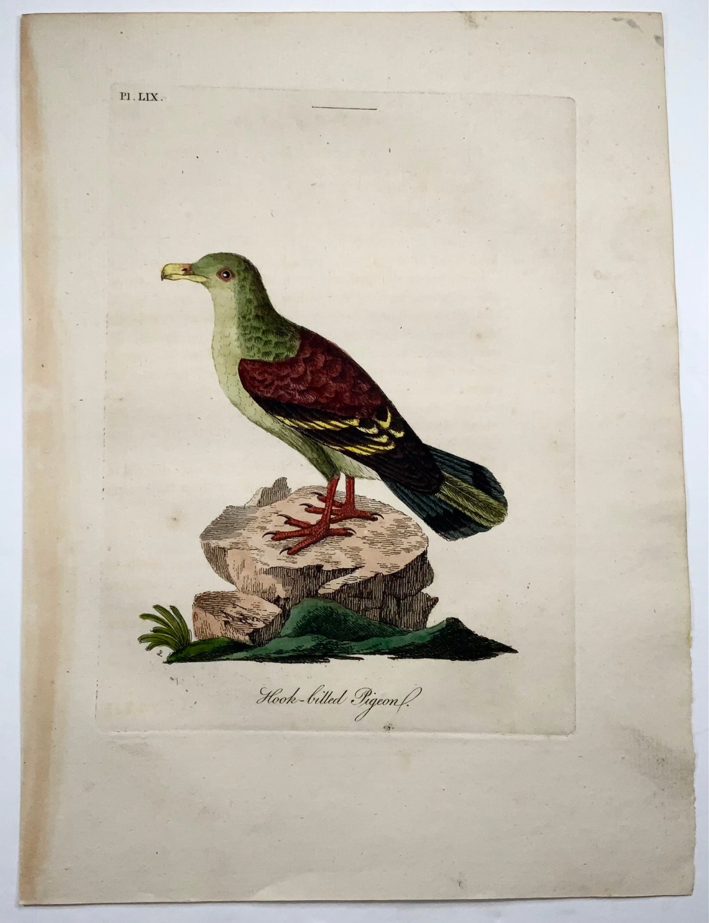 1785 John Latham - Hook Billed Pigeon - hand coloured engraving - Ornithology