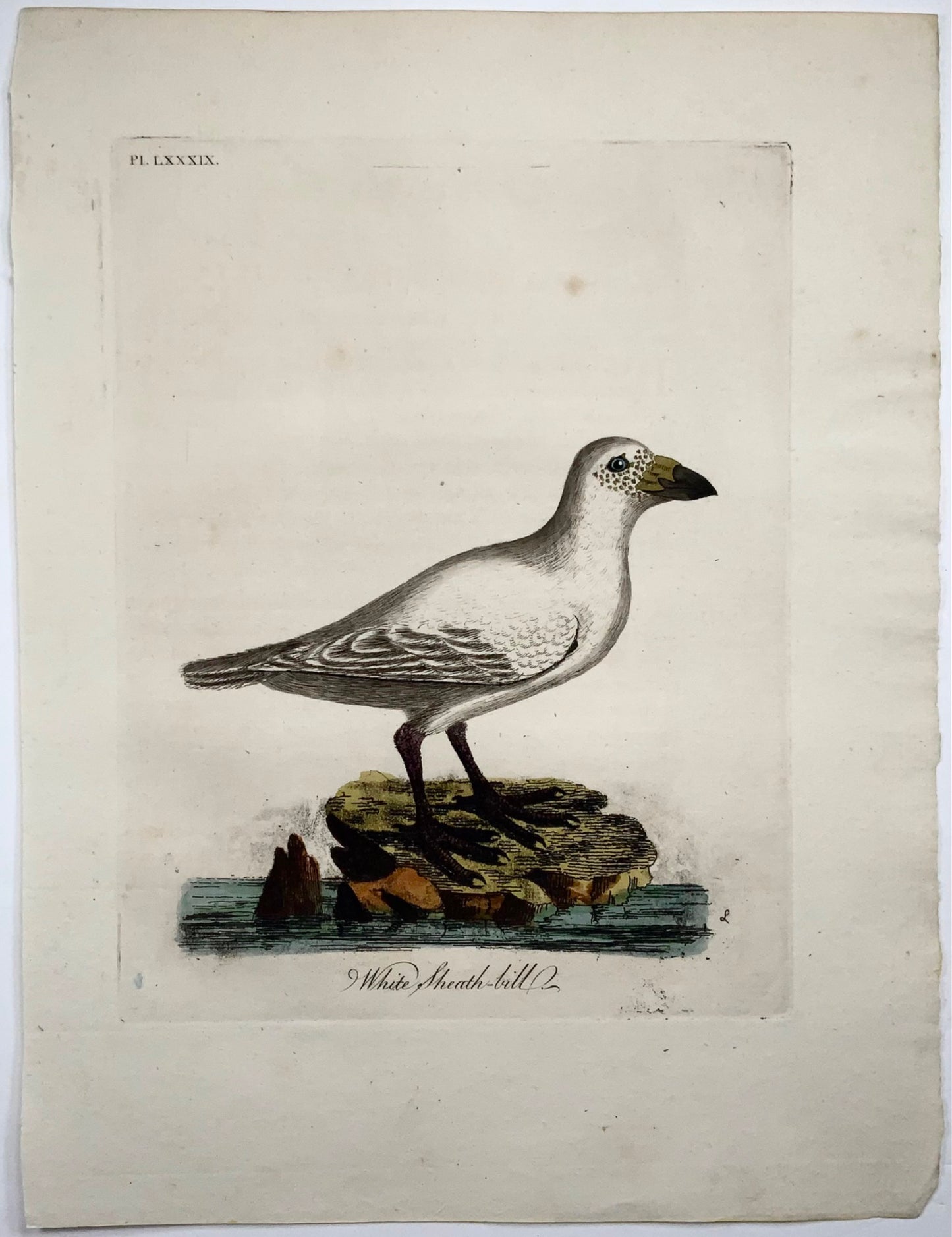 1785 John Latham - Sheath-Bill - hand coloured engraving - Ornithology