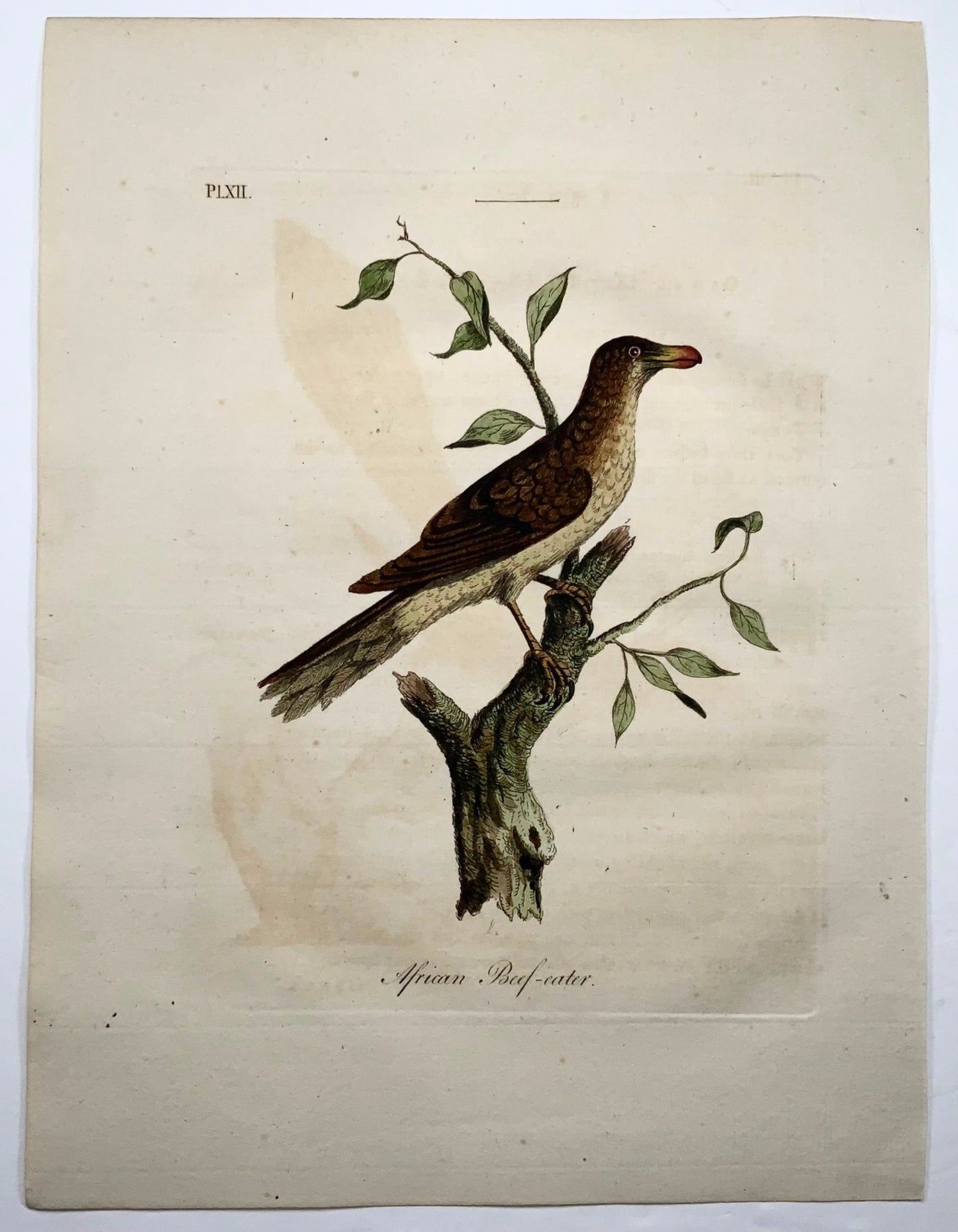1785 John Latham - Synopsis - Beefeater - hand coloured engraving - Ornithology