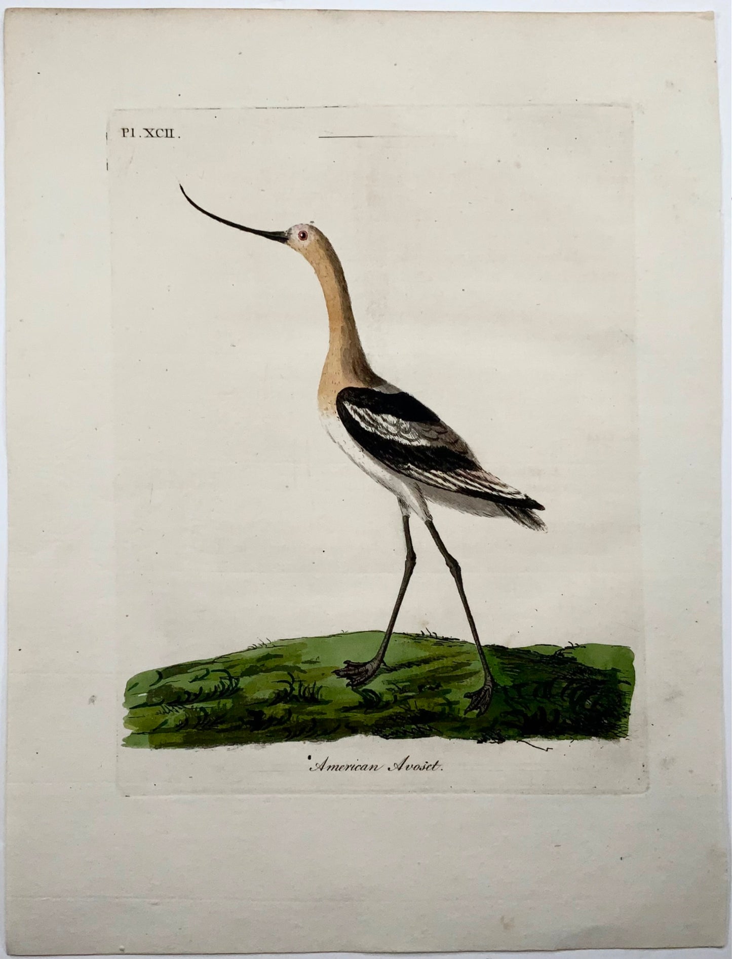 1785 John Latham - American Avocet - hand coloured engraving - Ornithology