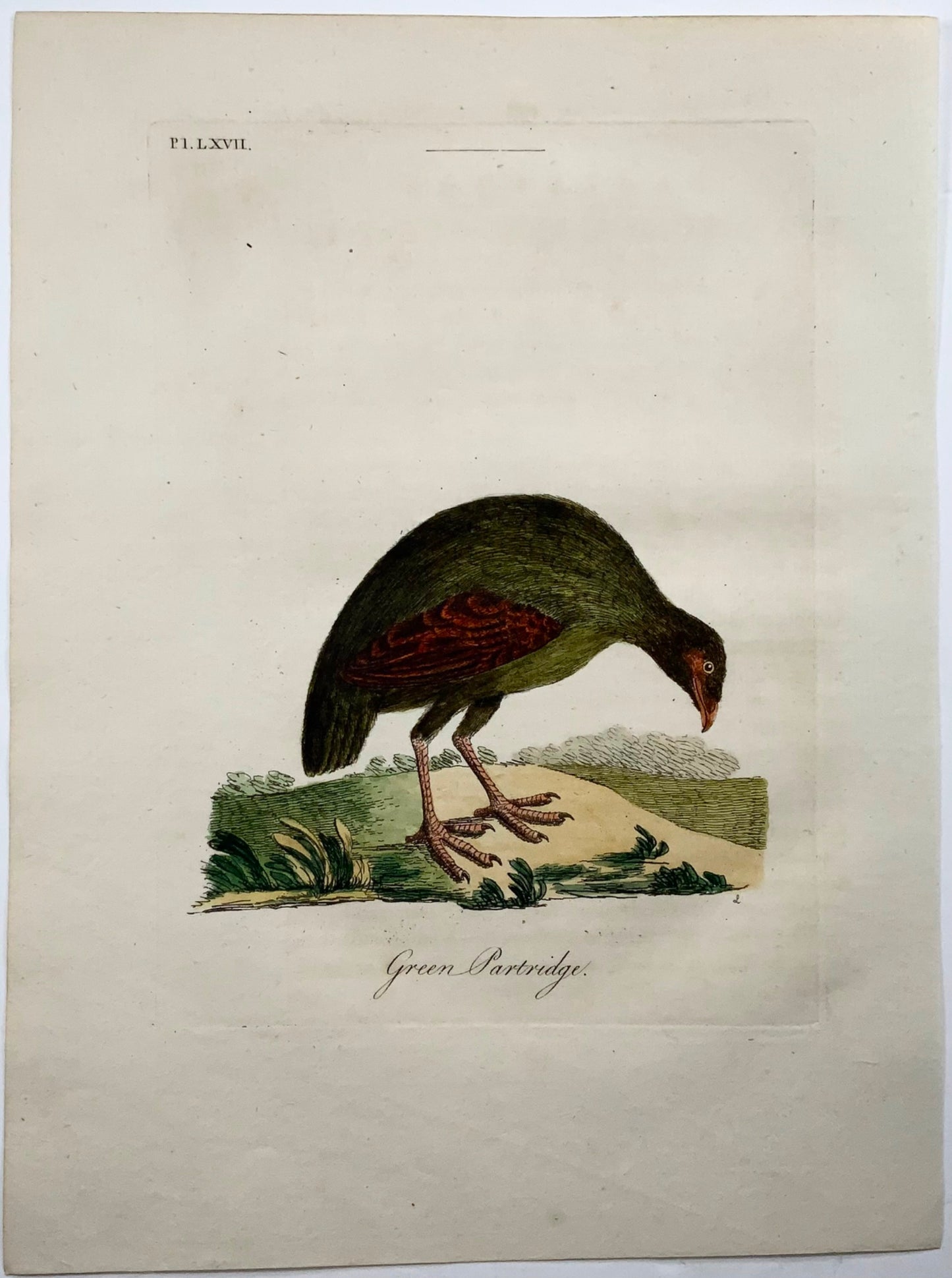 1785 John Latham - Green Partridge - hand coloured engraving - Ornithology
