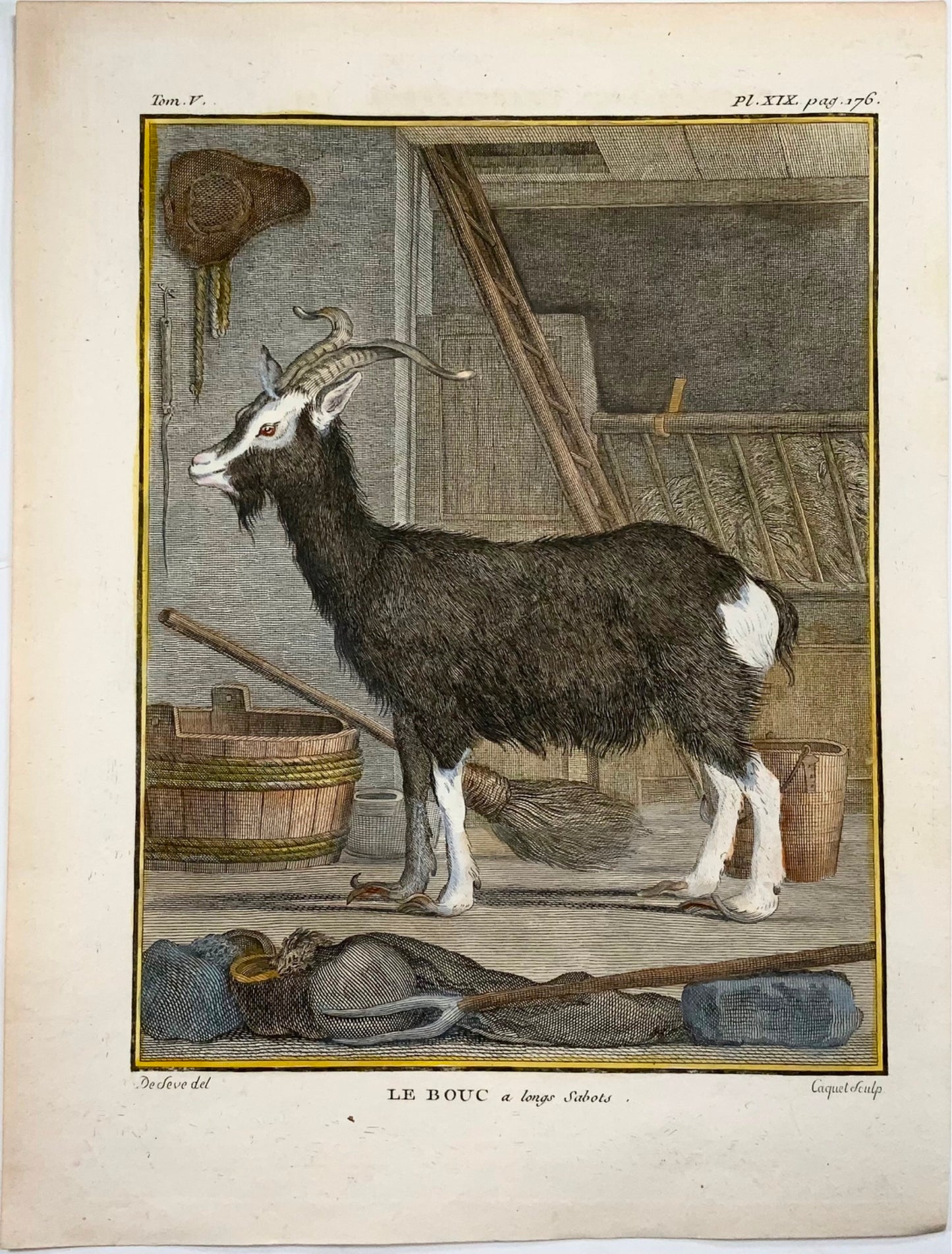 1779 Goat; J. de Seve, Mammal, 4to engraving