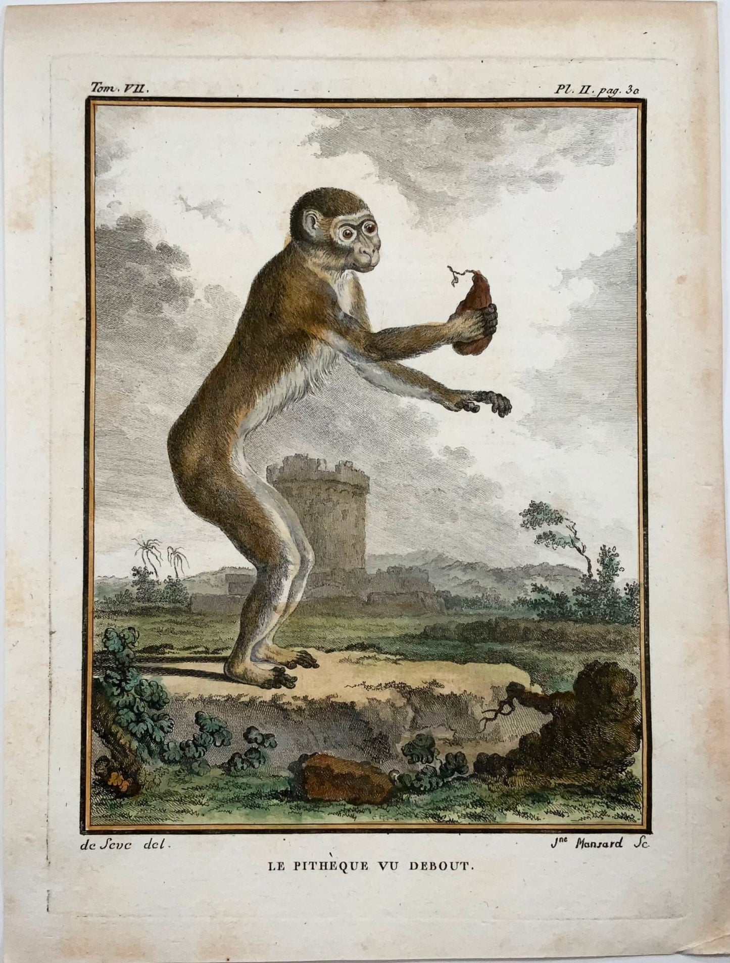 1779 Monkey - J. de Seve, Mammal, 4to engraving