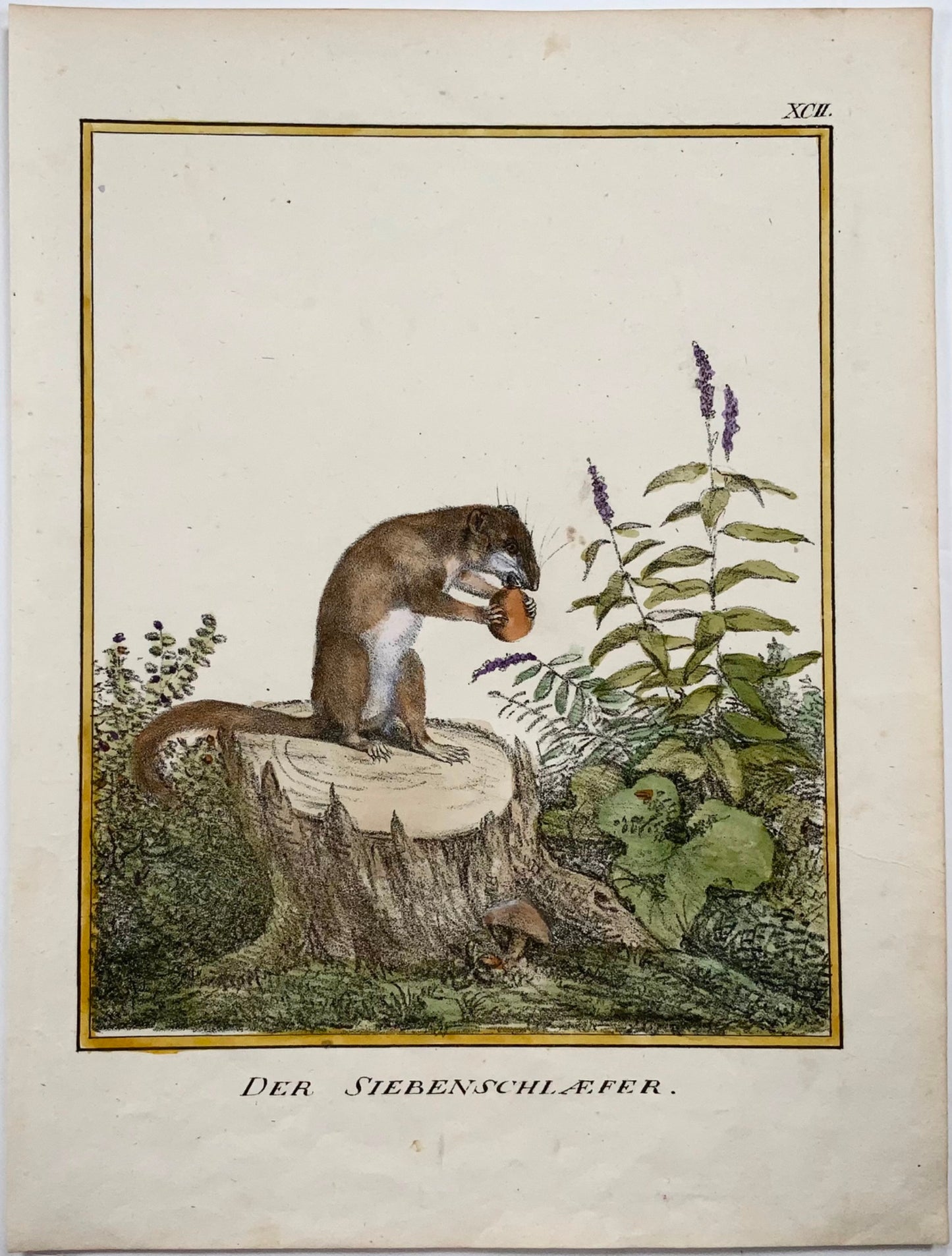 1816 Dormouse, K. Schmidt 4to hand coloured, mammal, incunabula of lithography