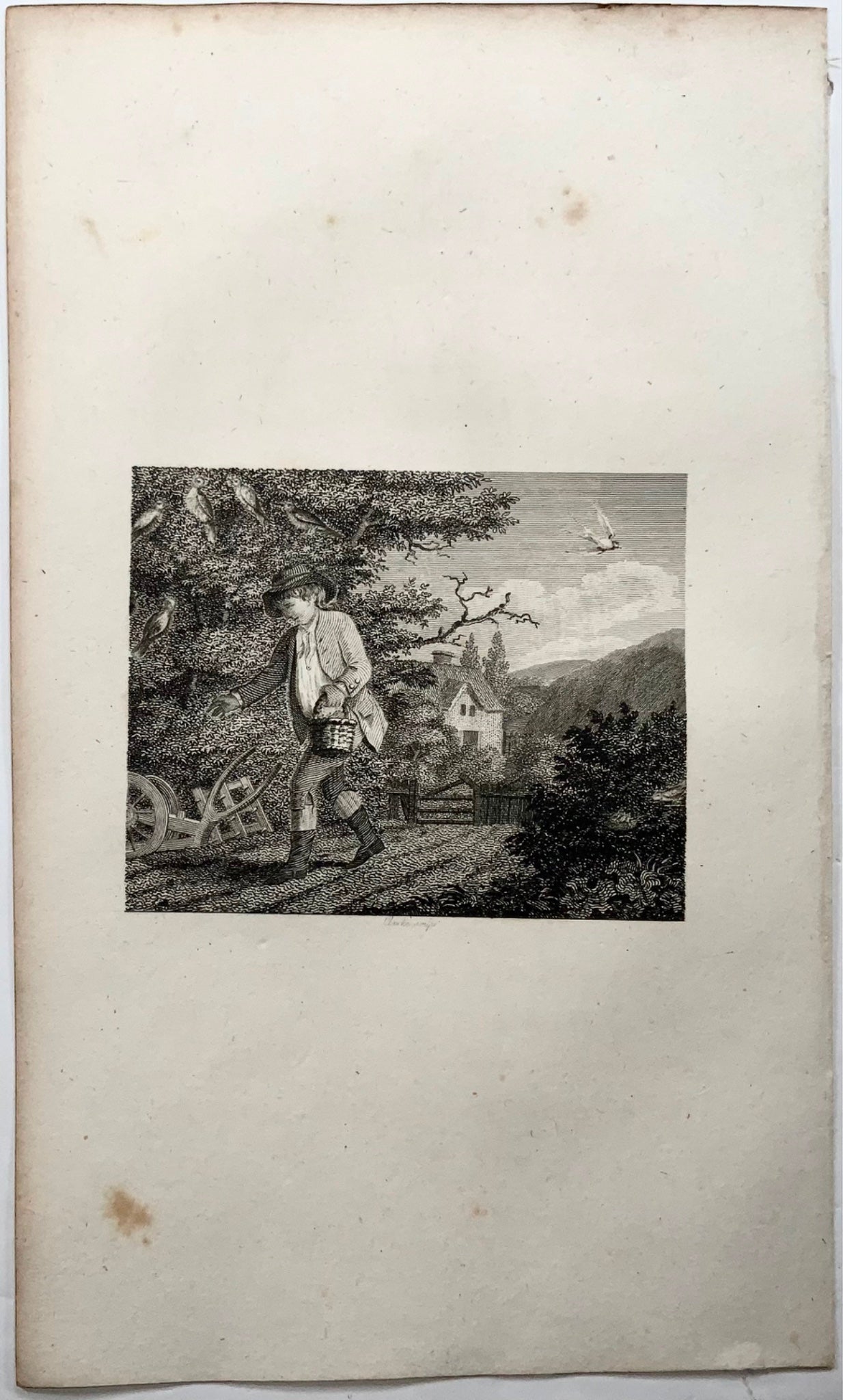 1793 Swallow & other Birds, Clarke sc., Aesop fable, etching