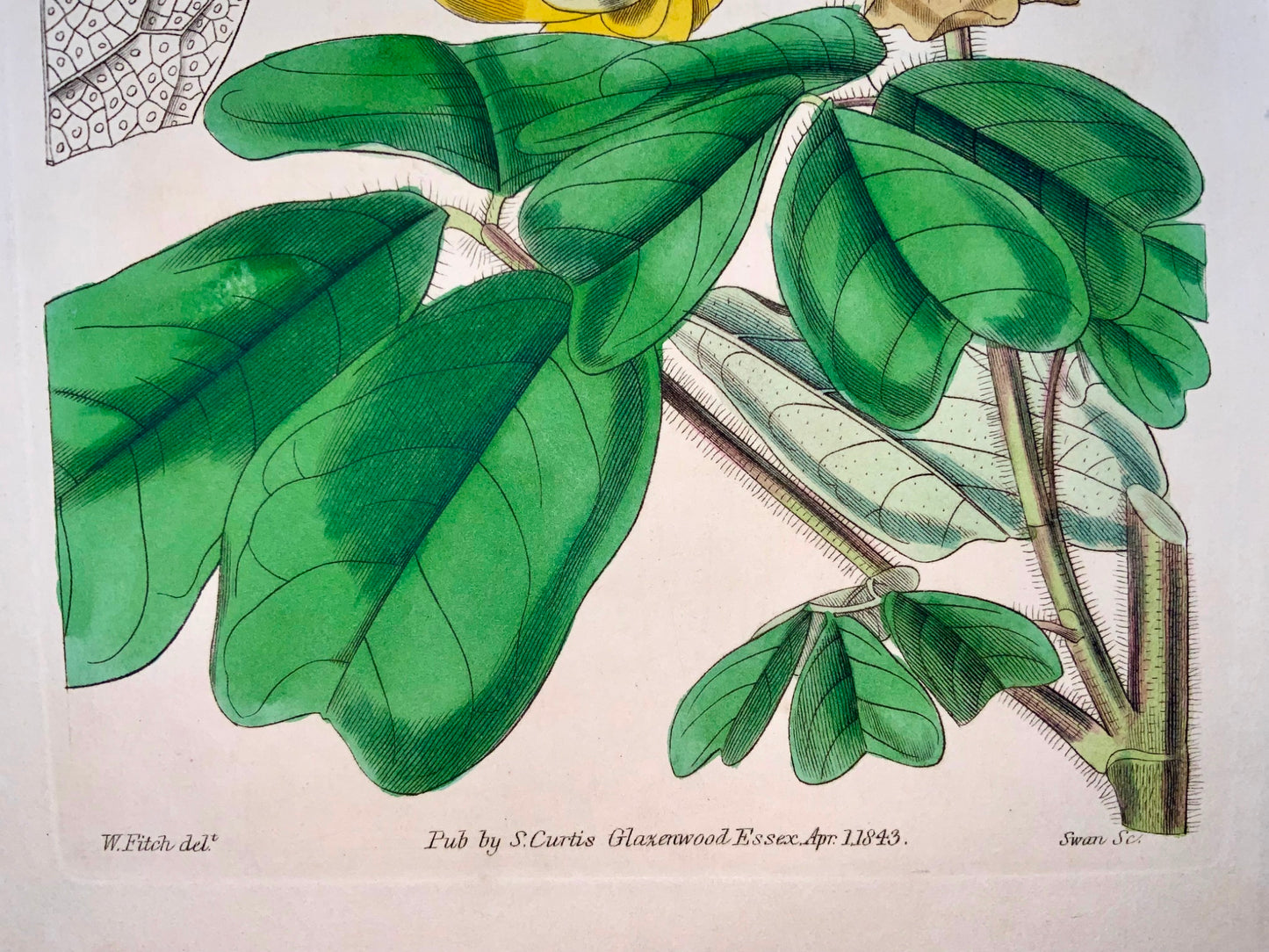1843 Amicia, Fitch, Curtis botanical magazine, hand coloured, botany