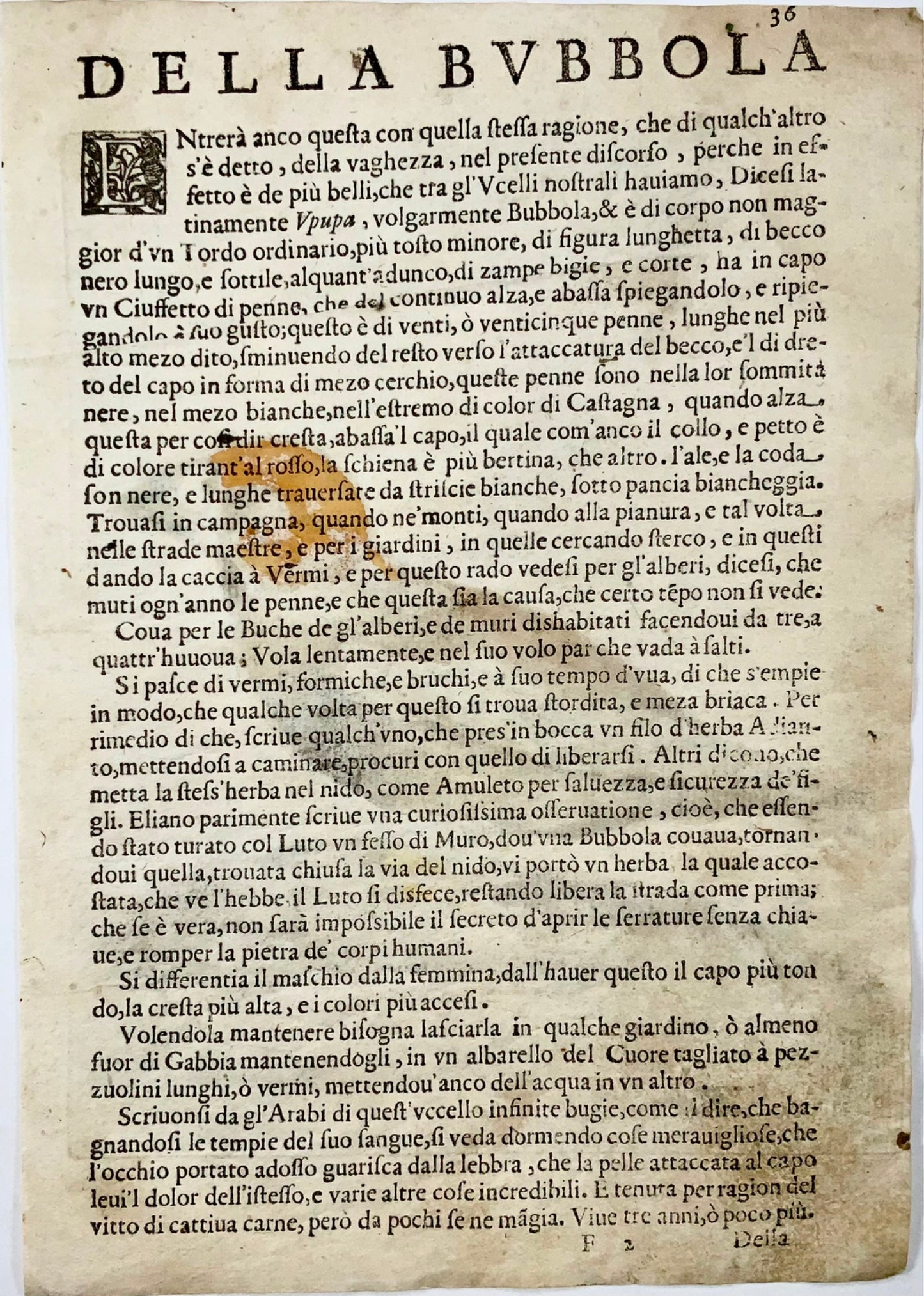 1622 Hawfinch, Ornithology, Ant. Tempesta; F. Villamena, Master Engraving