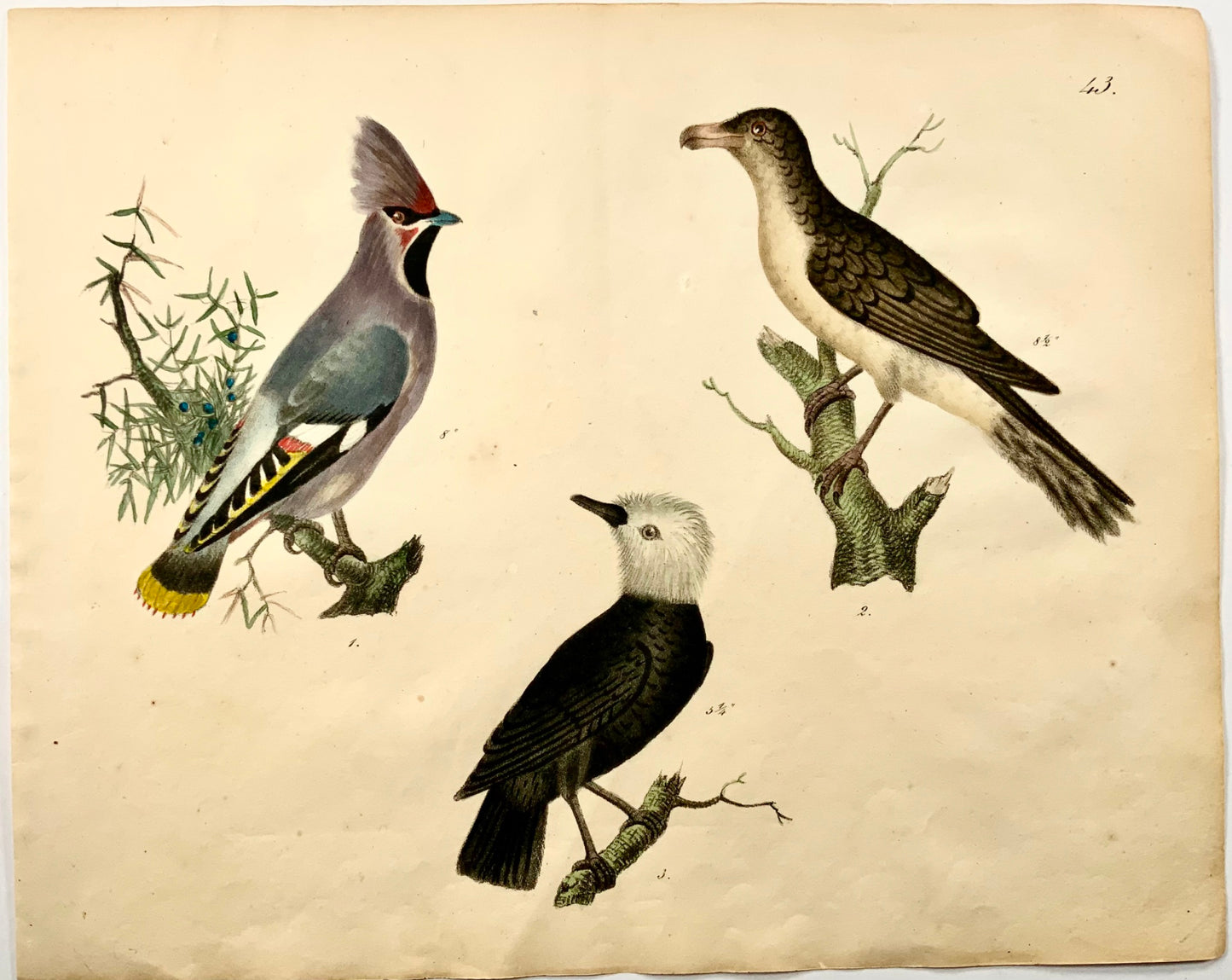 1819 Waxwing, Tody, ornithology, Strack, chalk lithograph, hand colour