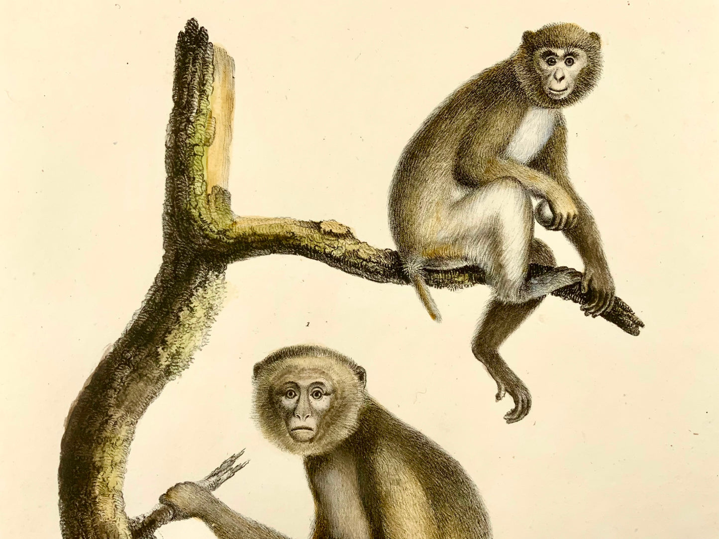 1824 Common Apes, Mammals, K.J. Brodtmann hand colored folio lithograph