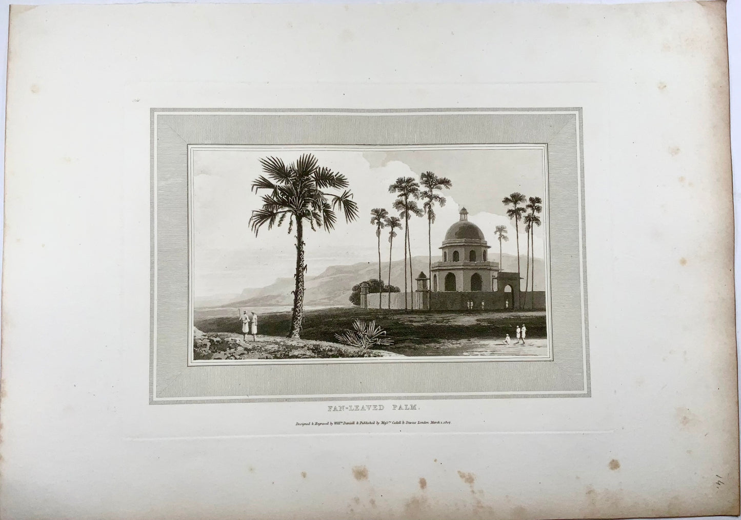 1807 Fan-Leaved Palm, William Daniell, botany, aquatint, folio