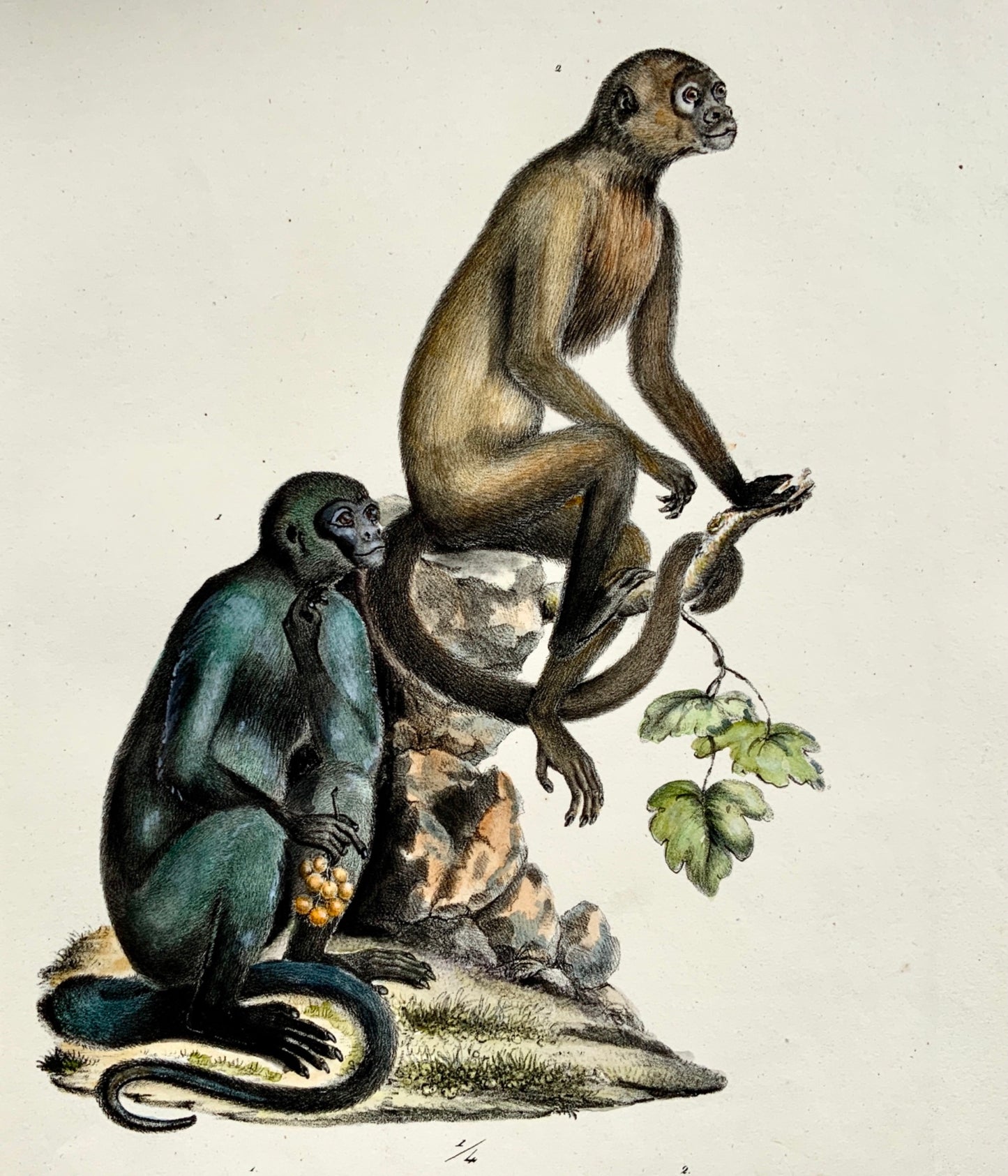 1824 Woolly Monkeys - Mammal - K.J. Brodtmann - handcolor FOLIO lithography