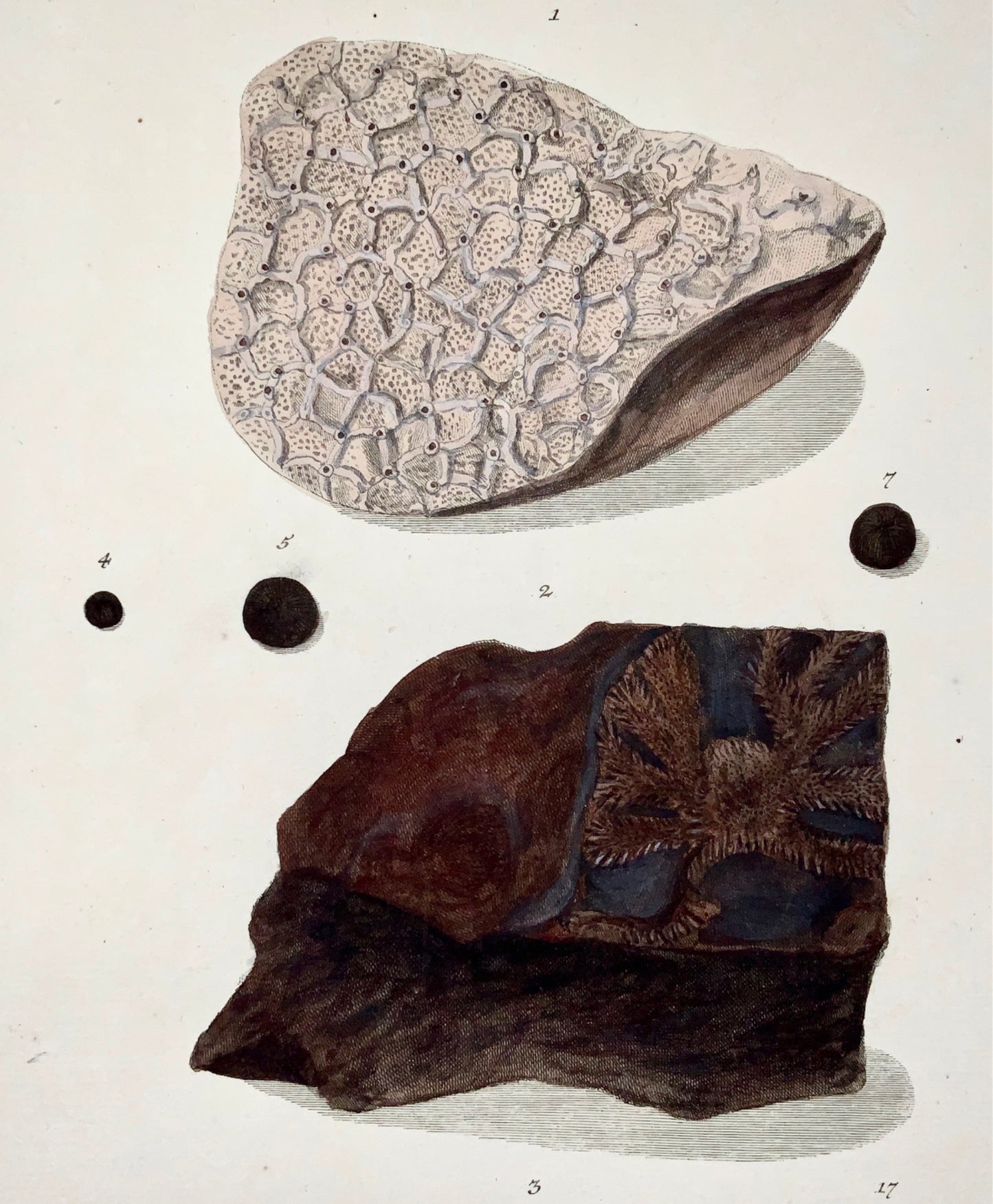 1764 G. W. Knorr (1705-1761); Large FOLIO Palaeontology Fossils Geology (VI)