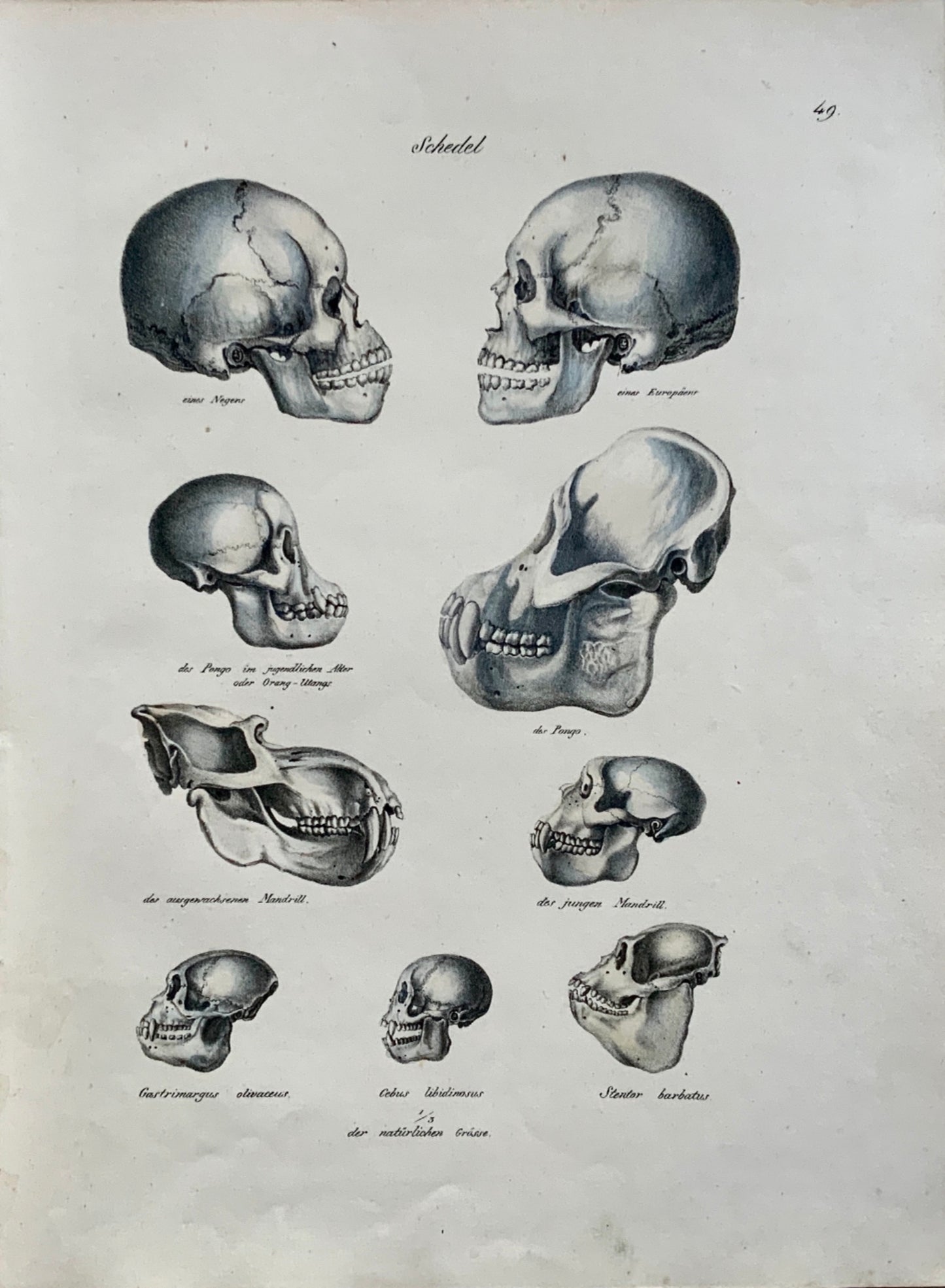 1824 Comparative Skulls - Anatomy - K.J. Brodtmann hand colored FOLIO stone lithograph - Mammals