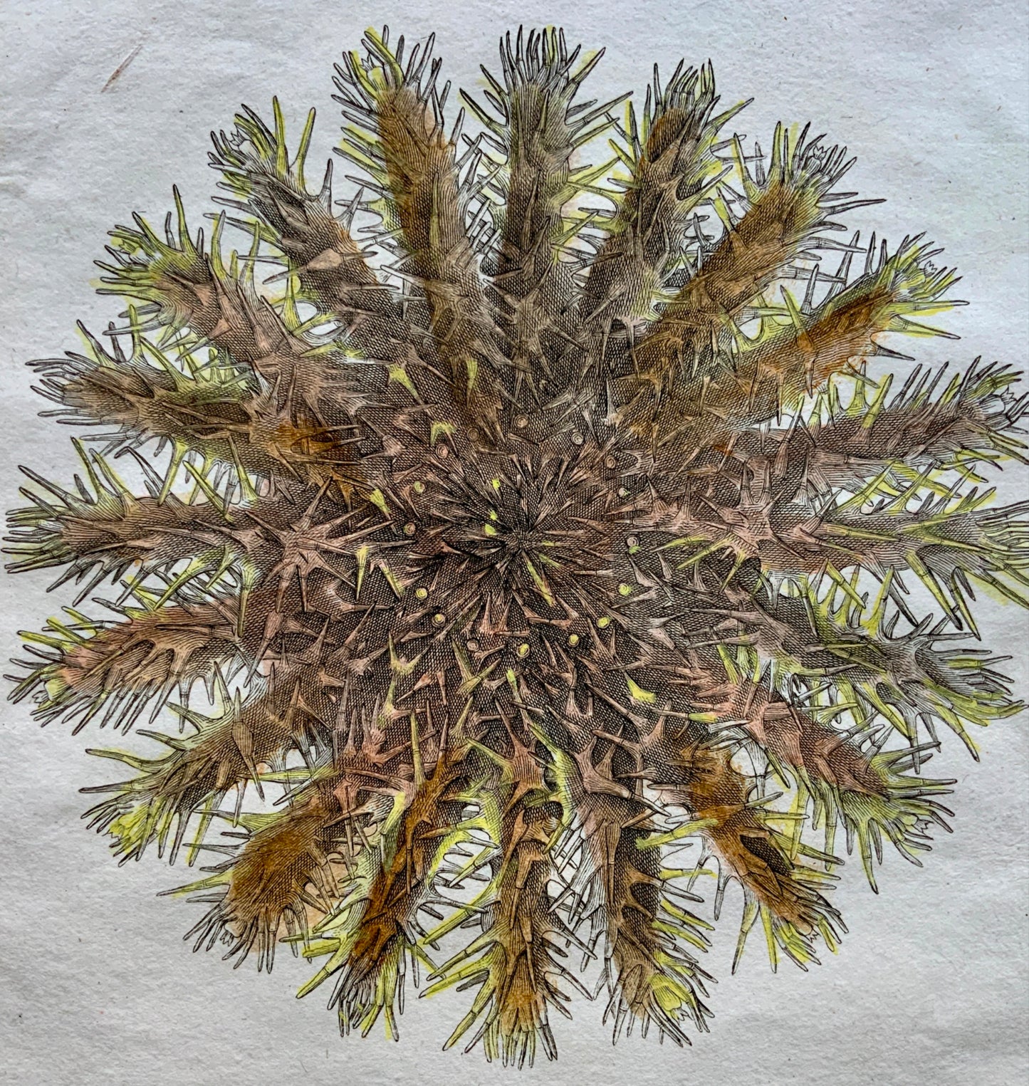 1789 Scattaglia - Sea Star STARFISH Sea Asterias - Hand colour