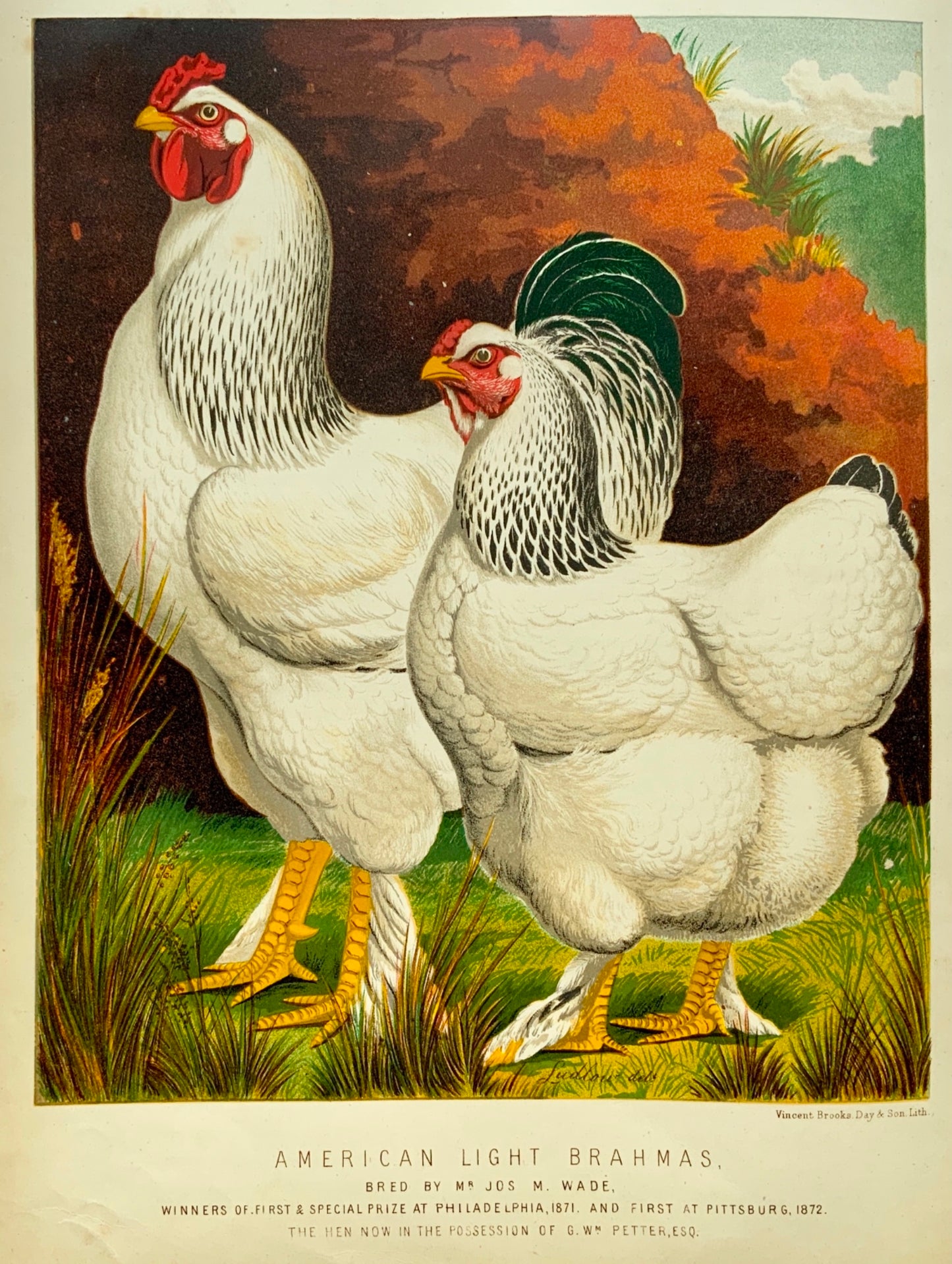 1873 First Issue - Ludlow AMERICAN BRAHMA Poultry quarto chromolithograph - Ornithology