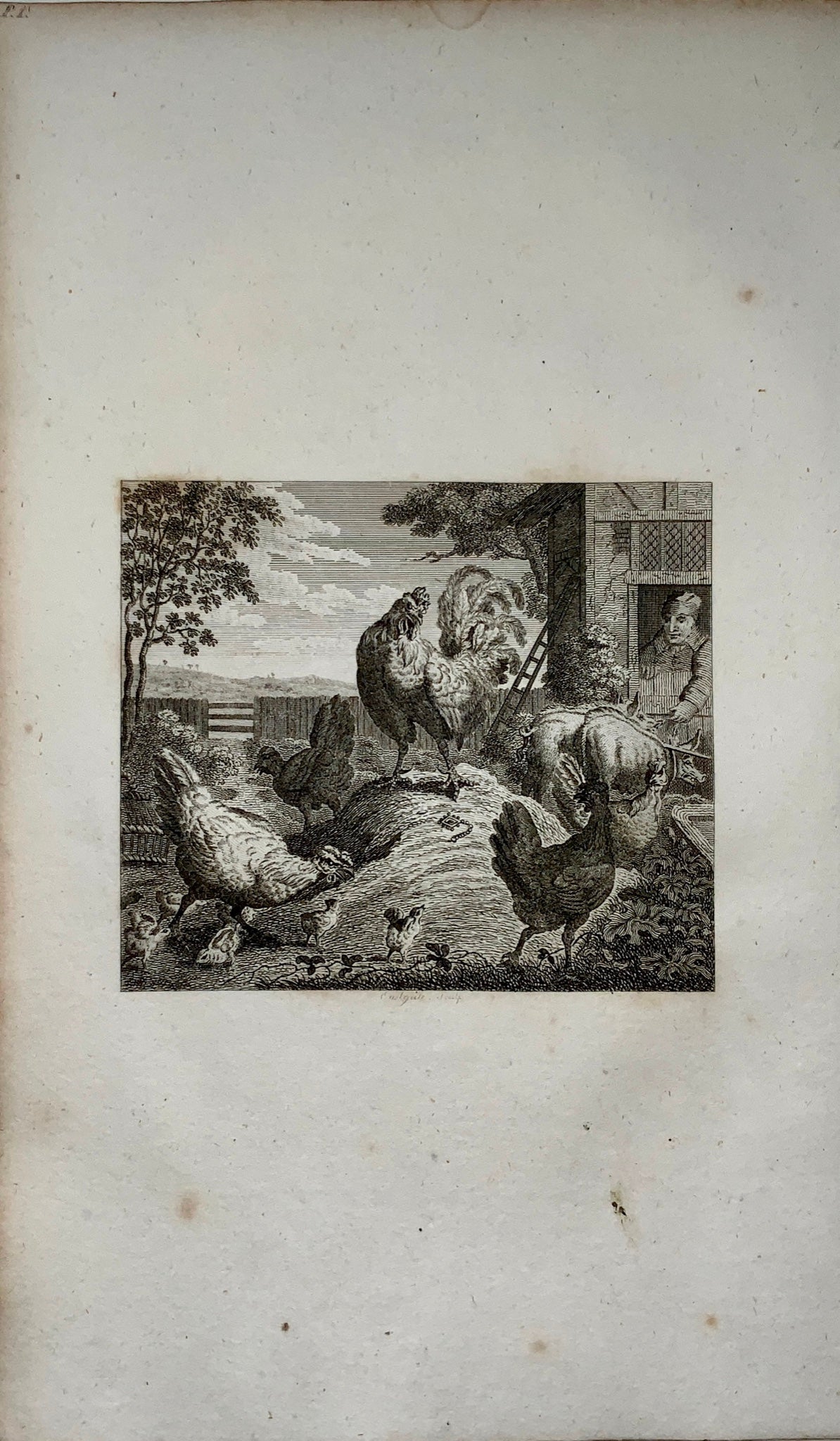 1780 c. John Eastgate, sculp. - Poultry Yard - copper engraving - Agriculture, Ornithology