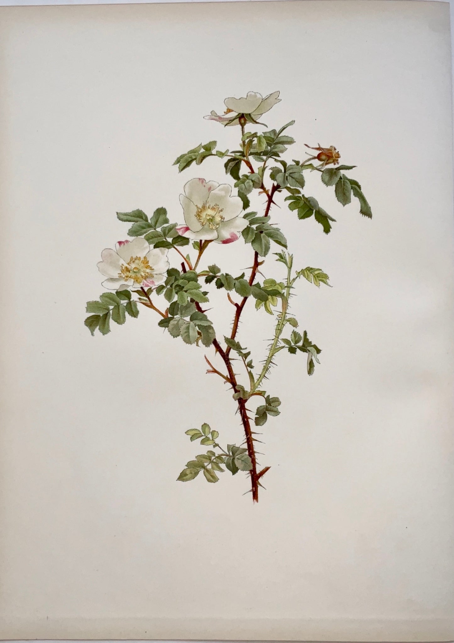 1914 WILLMOTT, Ellen Ann (1858-1934); ROSA INVOLUTA white Rose 37 cm - Botany, Flower