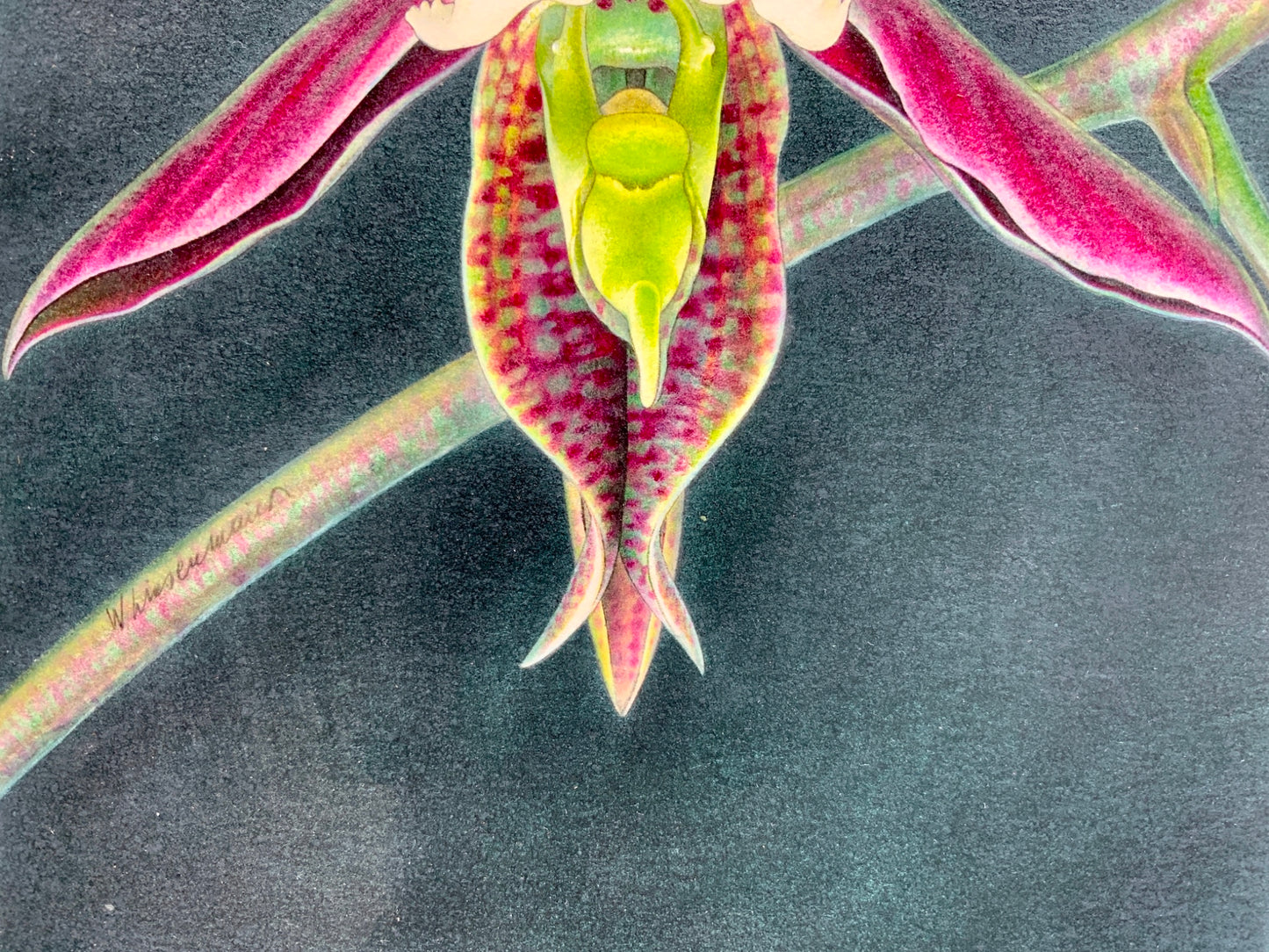 1957 WALTER LINSENMAIER original coloured Pencil Drawing - Orchid - Botanical