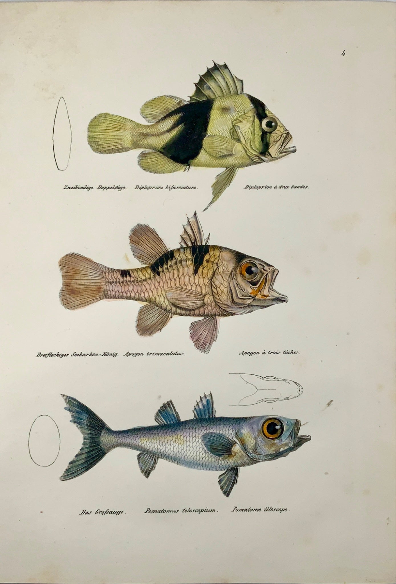 1833 H. Schinz (1777-1861) APAGON Grouper Bluefish - Handcol. lithograph