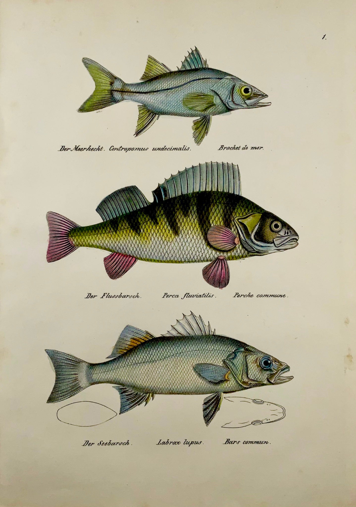 1833 H. Schinz (1777-1861) PERCH Bass Snook Fish lithographie coloriée à la main