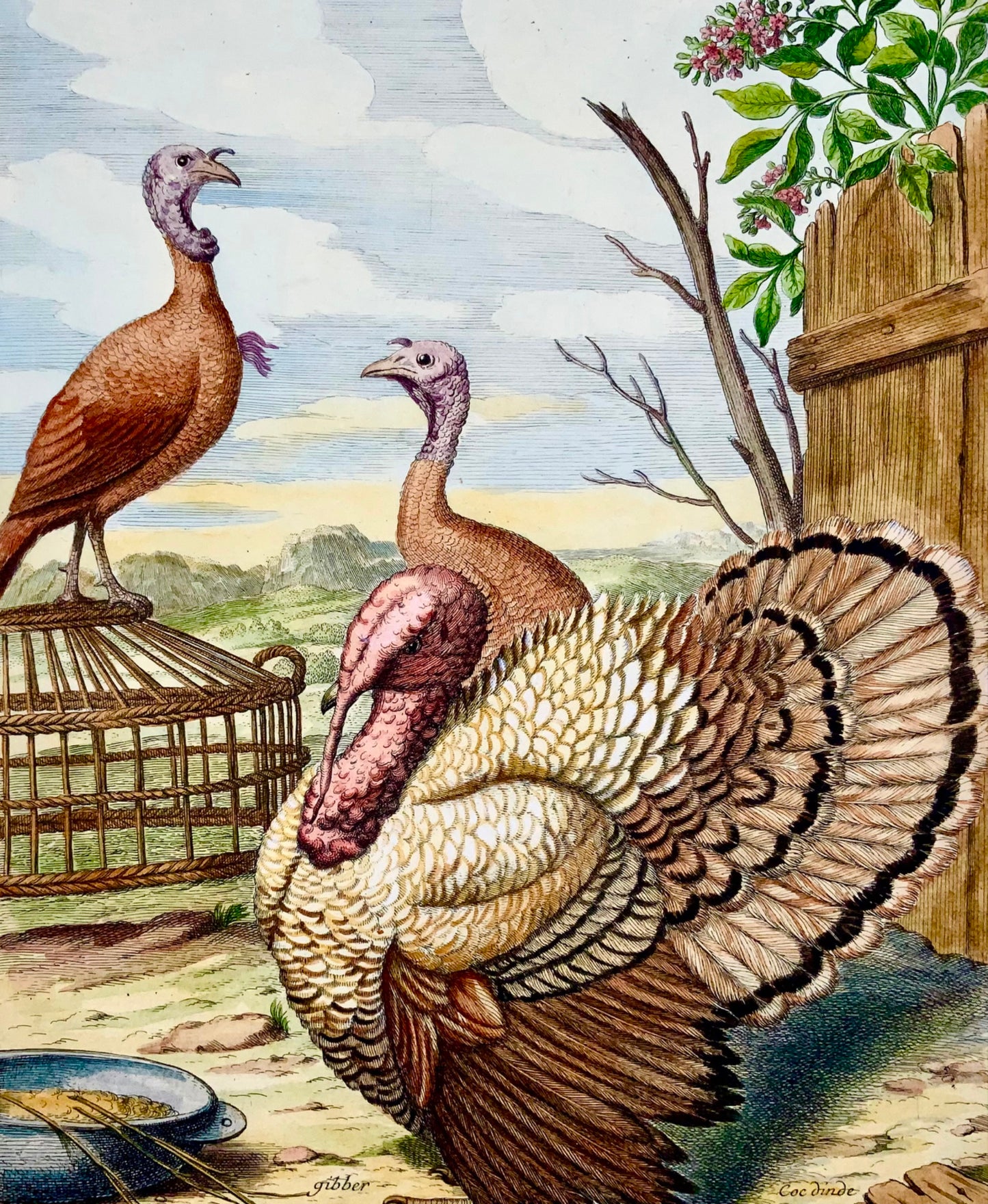 1673 Turkey, Poultry, Nicolas Robert, folio etching in hand colour