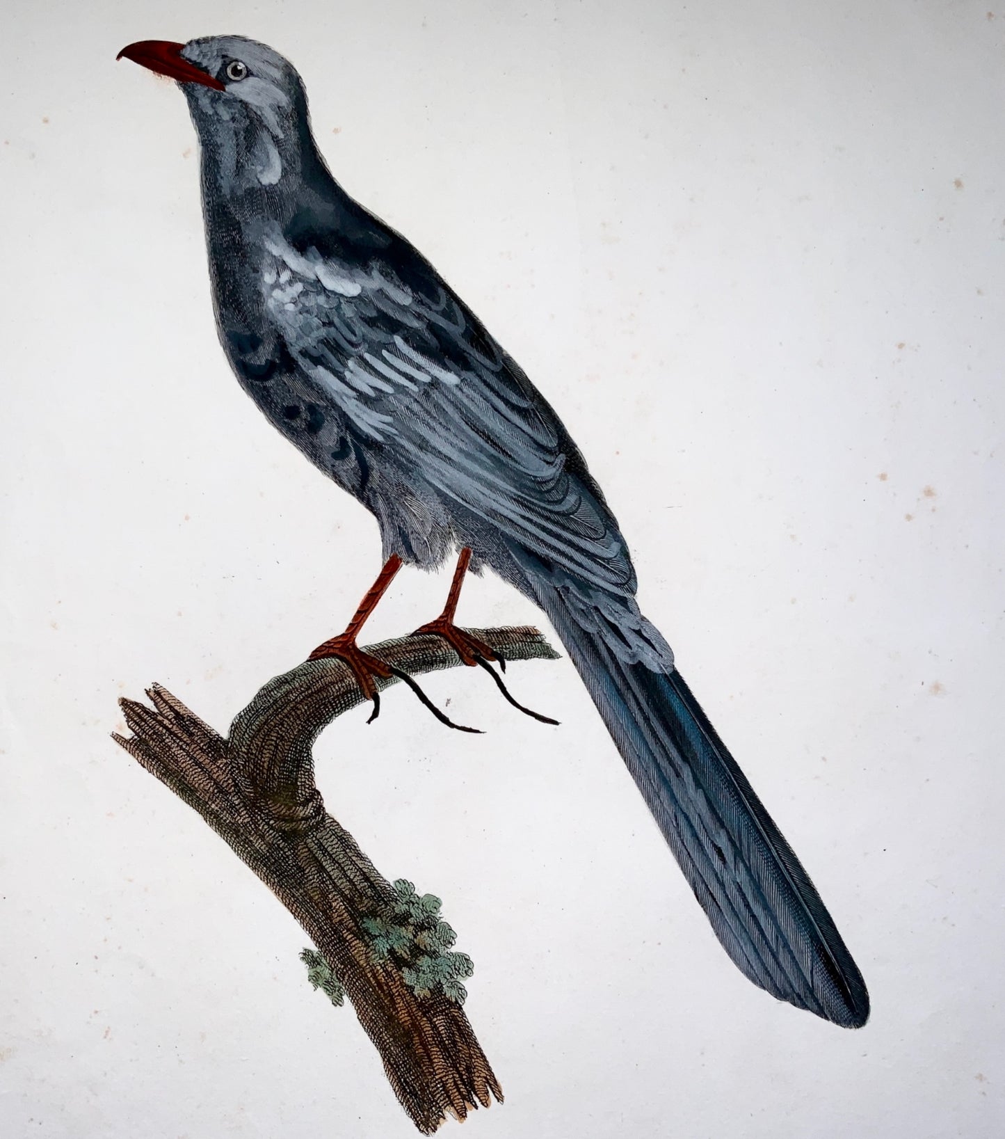 1802 Francois Le Vaillant (1753-1824) - Large folio - Black faced COUCAL - Ornithology