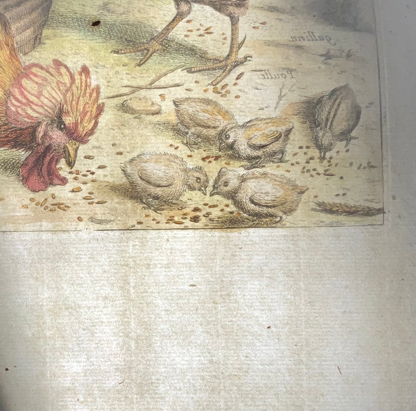 1673 Chickens, Poultry, Nicolas Robert, folio etching in hand colour