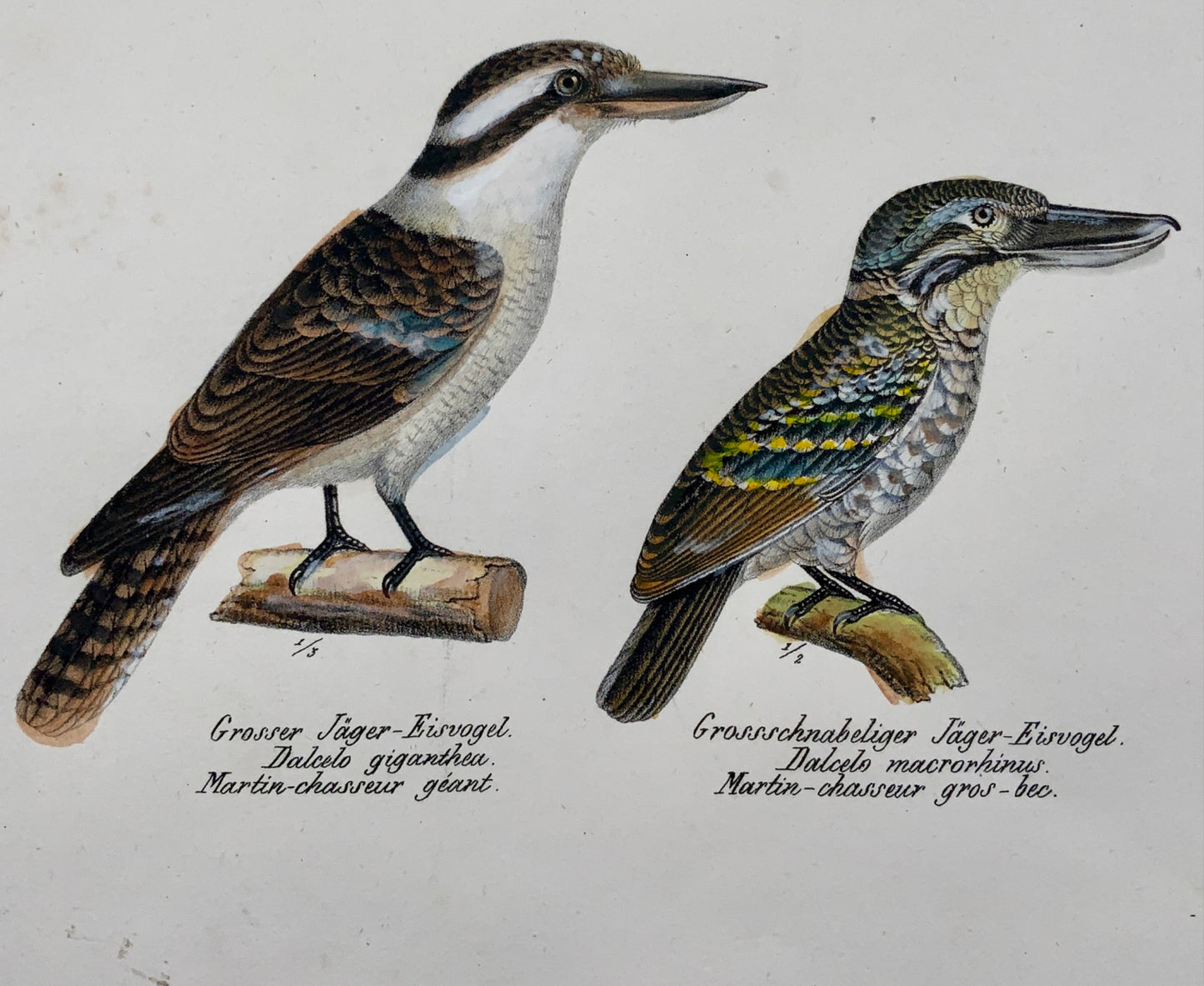 1830 KINGFISHERS Ornithology Brodtmann hand coloured FOLIO lithograph