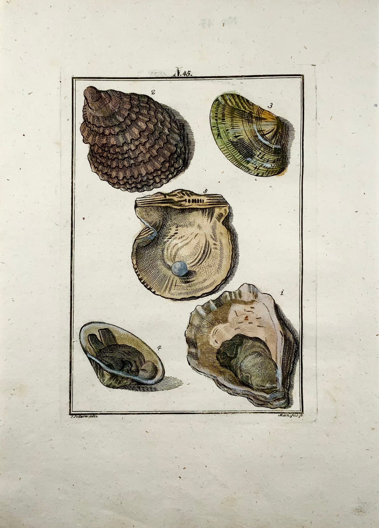 1790 Ostriche Cozze Conchiglie di madreperla - Joh. Incisione colorata a mano di Sollerer