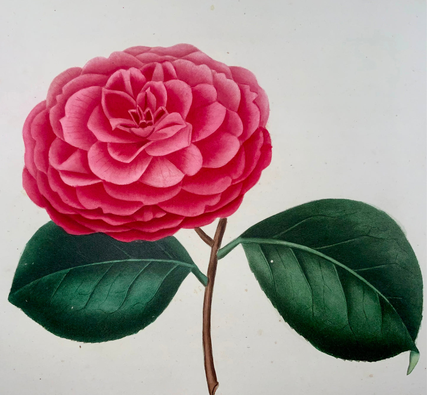 1841 Camellia Goubernativa, disegnato da JJ Jung, inciso da Oudet, Berlèse, botanica