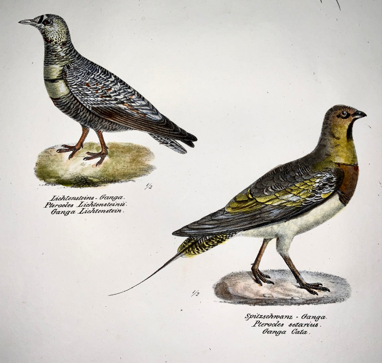 1830 SANDGROUSE - Ornithology - Brodtmann hand coloured FOLIO stone lithograph