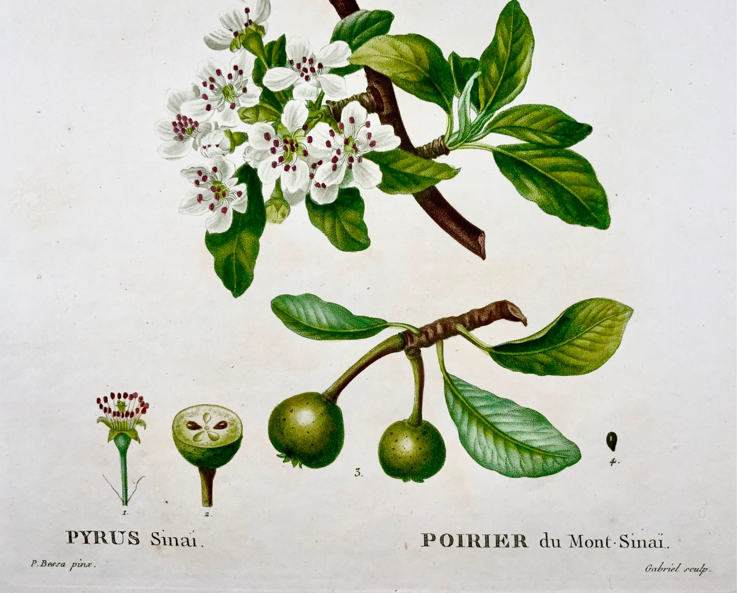1801 Poire, Fruit, Bessa, Gabriel, gravure en pointillé folio, finition main
