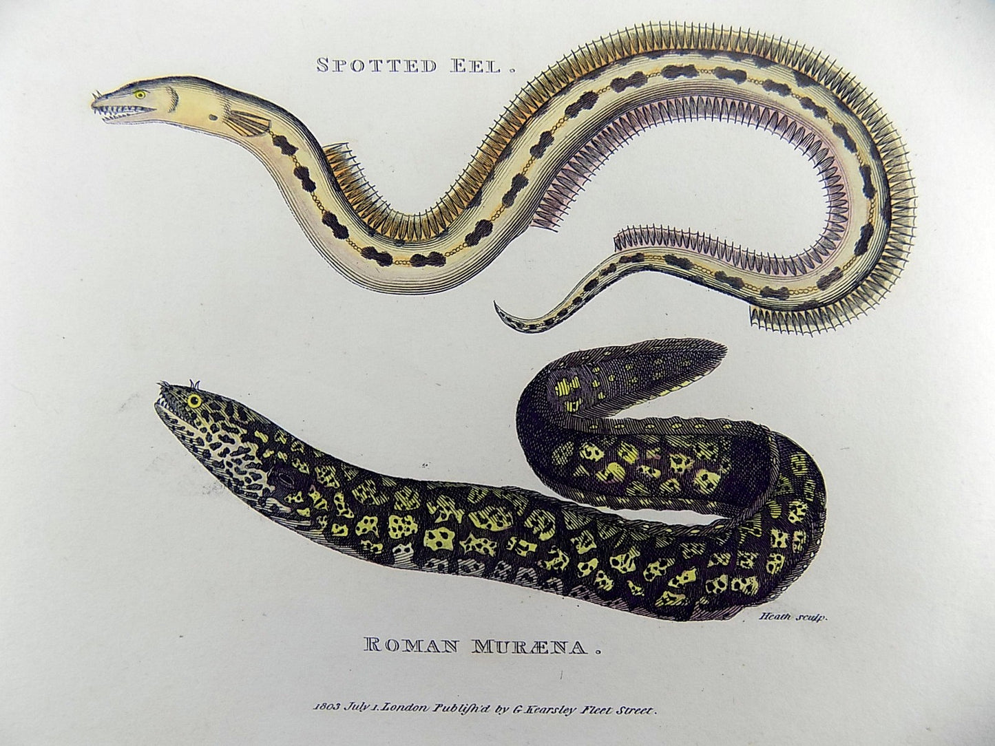 1801 Shaw - SPOTTED EEL Muraena - fine first impression in hand colour