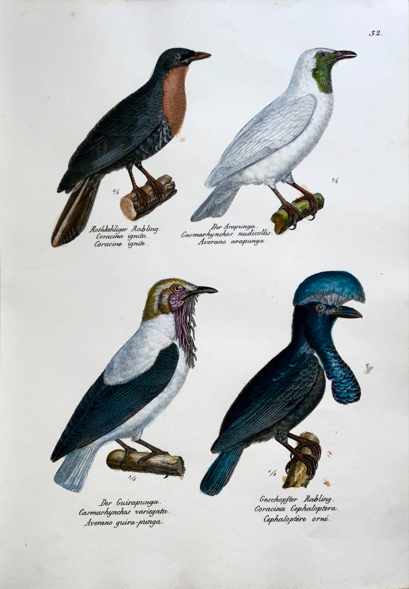 1830 SHRIKES Coracina Ornithology - Brodtmann hand coloured FOLIO lithograph