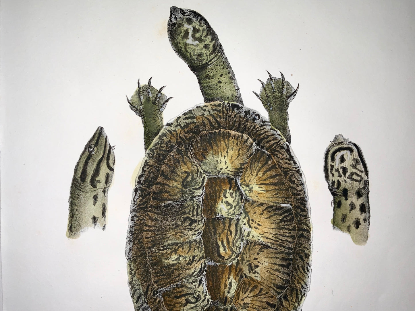 1833 H.R. Schinz (b1777) - Forest TURTLE - Hand colour stone lithograph - Amphibians