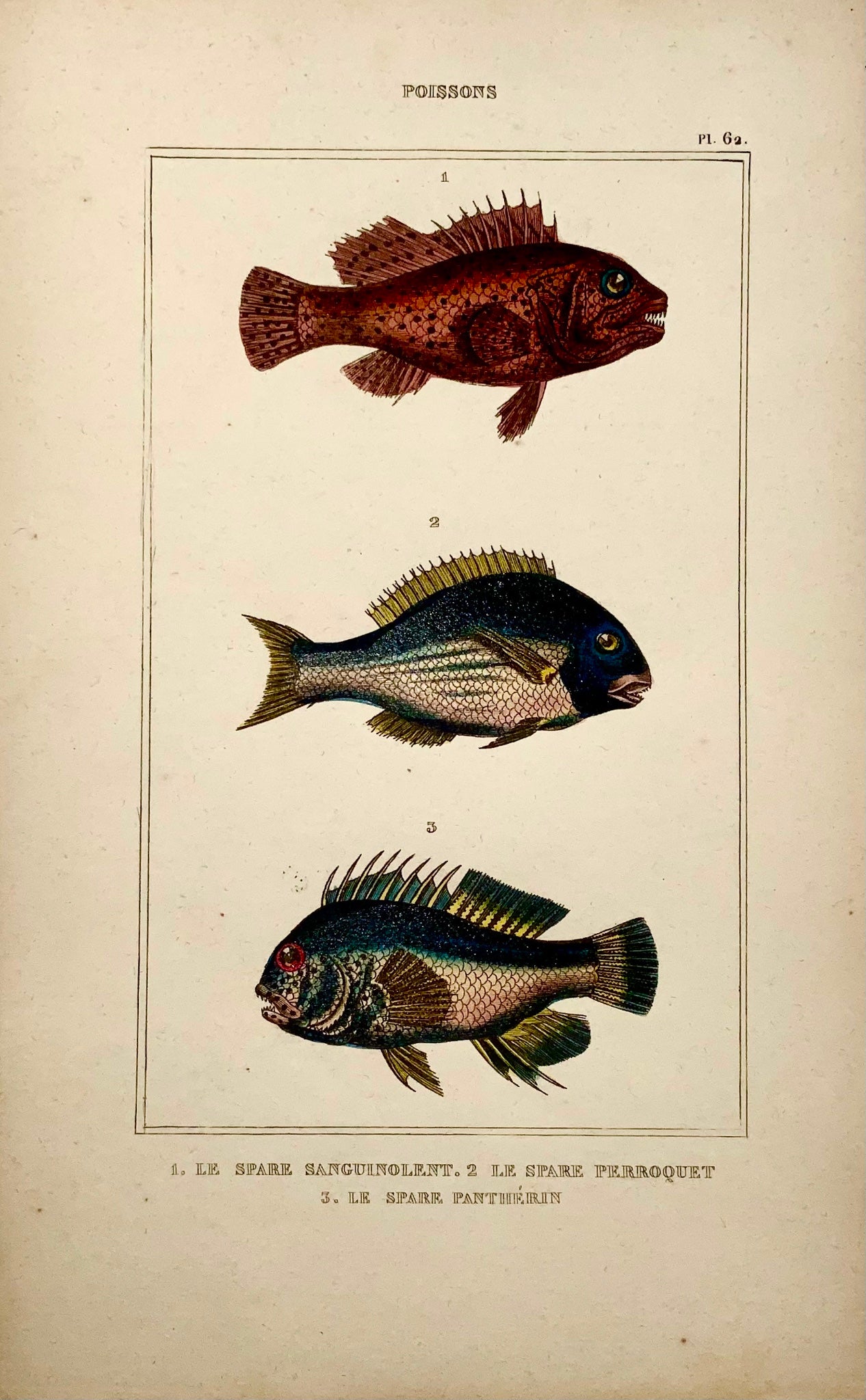 1836 Lacepede, exotic fish, parrotfish, hand coloured, engraving