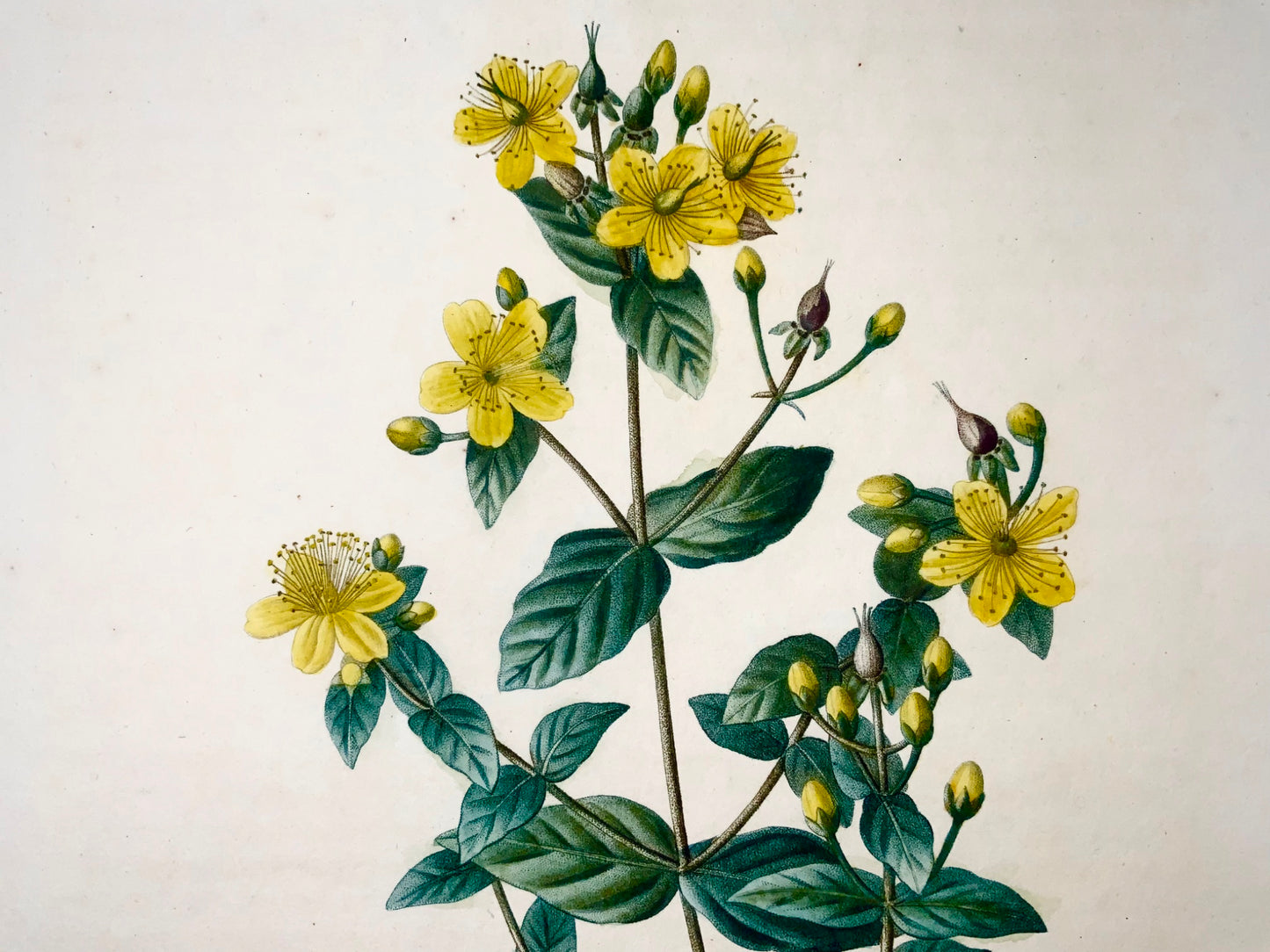 1801 St. John's Wort, Bessa, Gabriel, folio stipple engraving, hand finish, botany