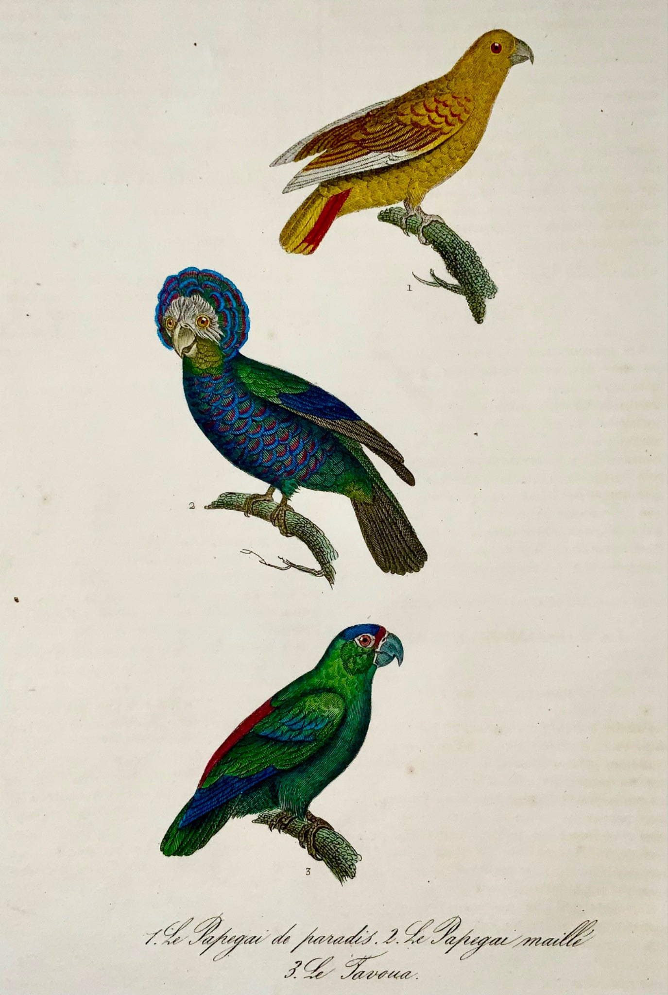 1830 Parrots, Festive Amazon, birds, Madame C. Pillot, hand coloured engraving
