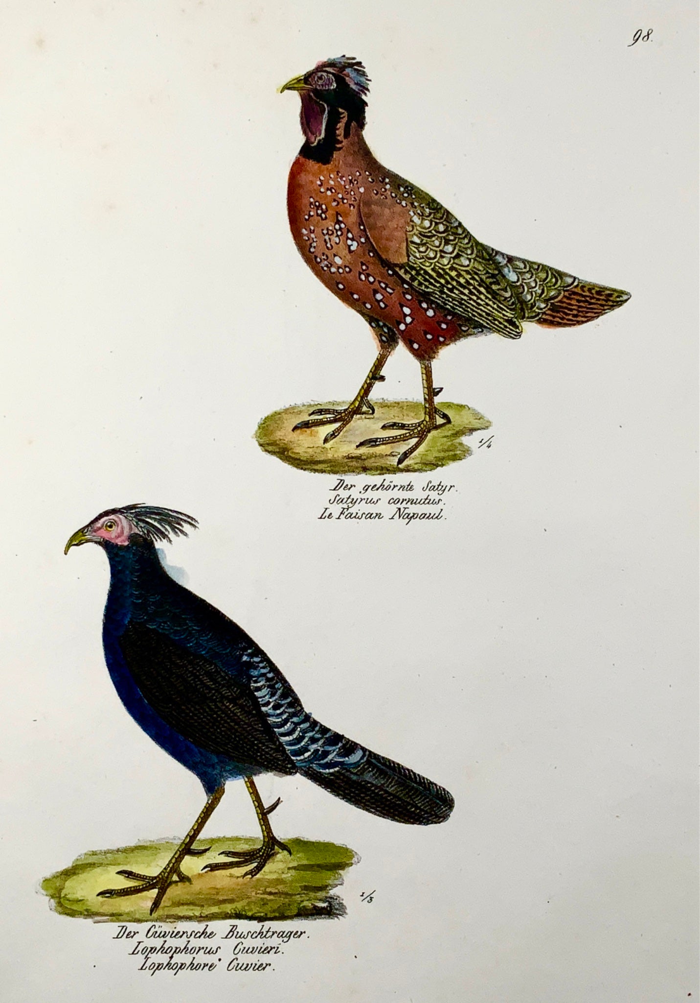 1830 MONAL PHEASANT Ornithology Brodtmann hand coloured FOLIO lithograph