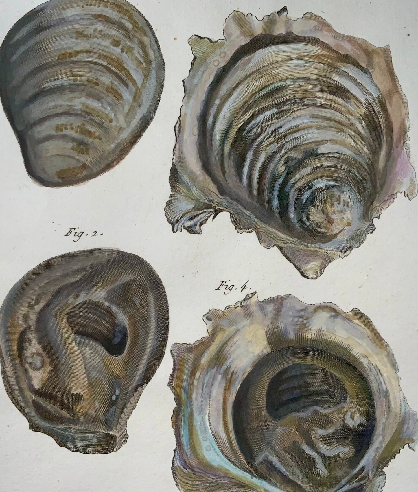 1789 Huîtres, Benard, in-quarto, couleur à la main, gravure, vie marine